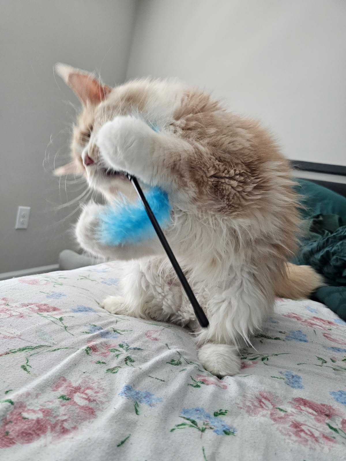 Playing maine coon