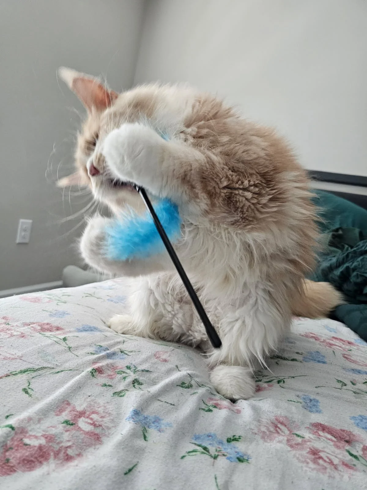 red silver with white maine coon playing