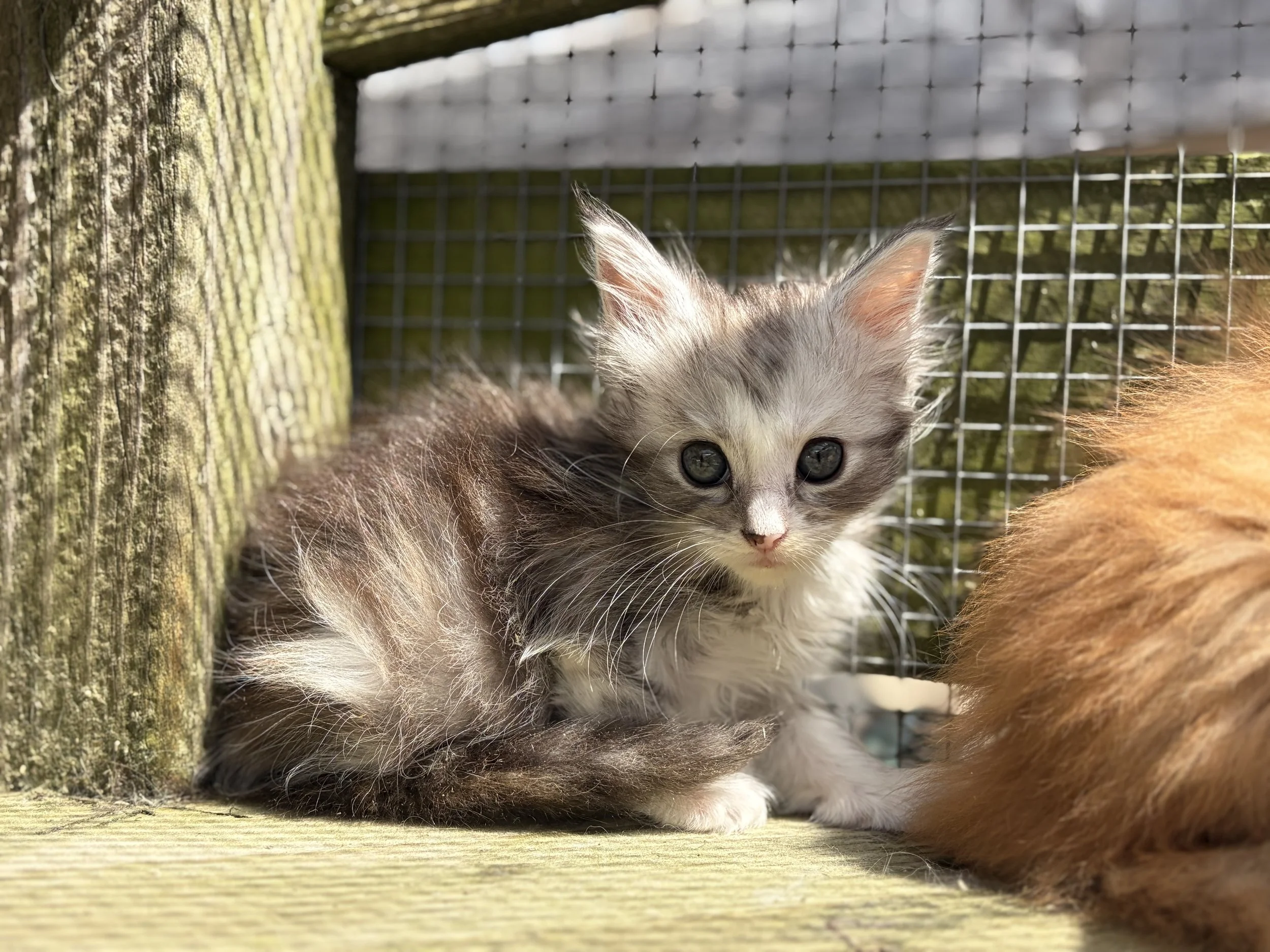 cute maine coon kitten