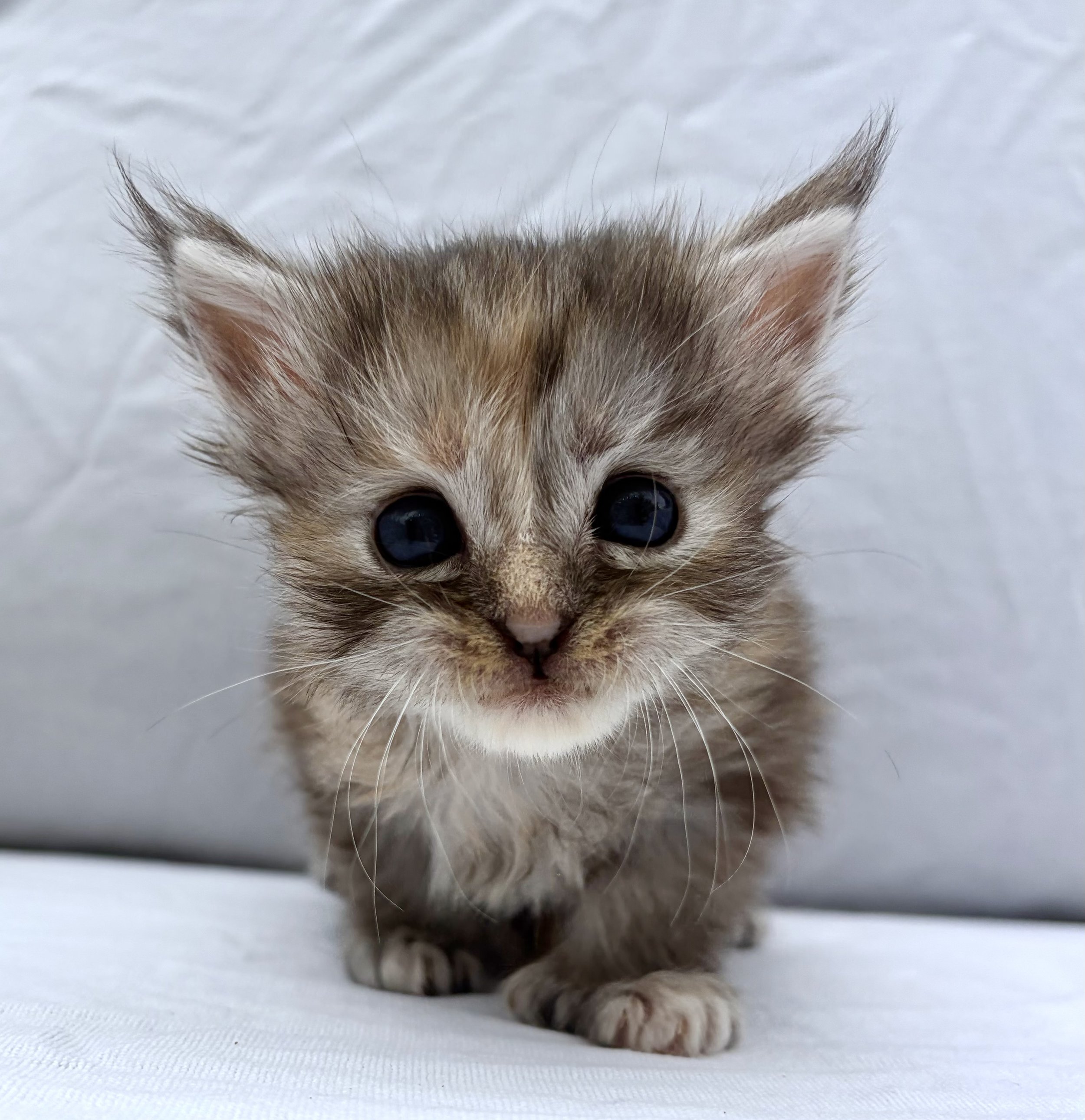 polydactyl black torbie maine coon kitten
