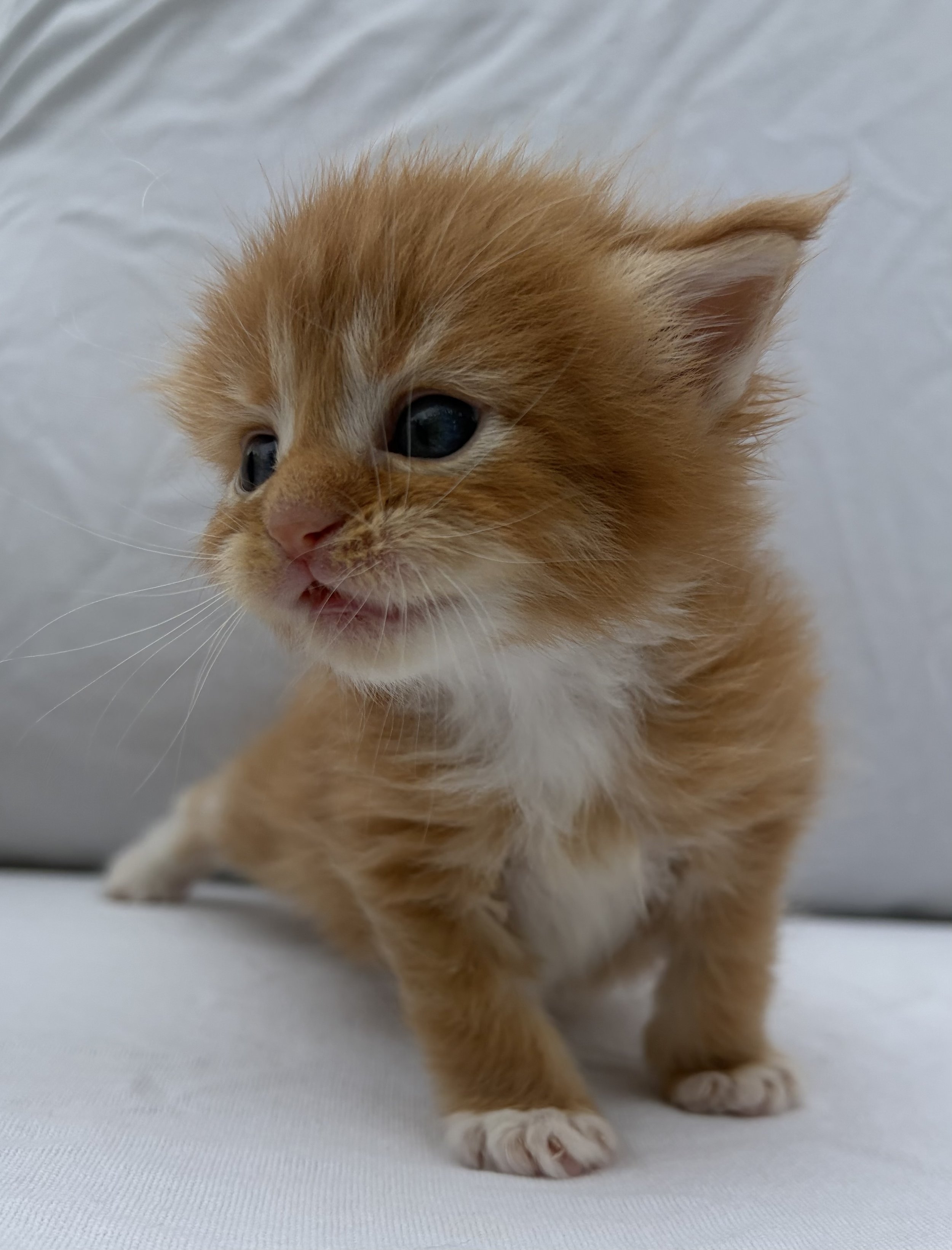 orange maine coon kitten