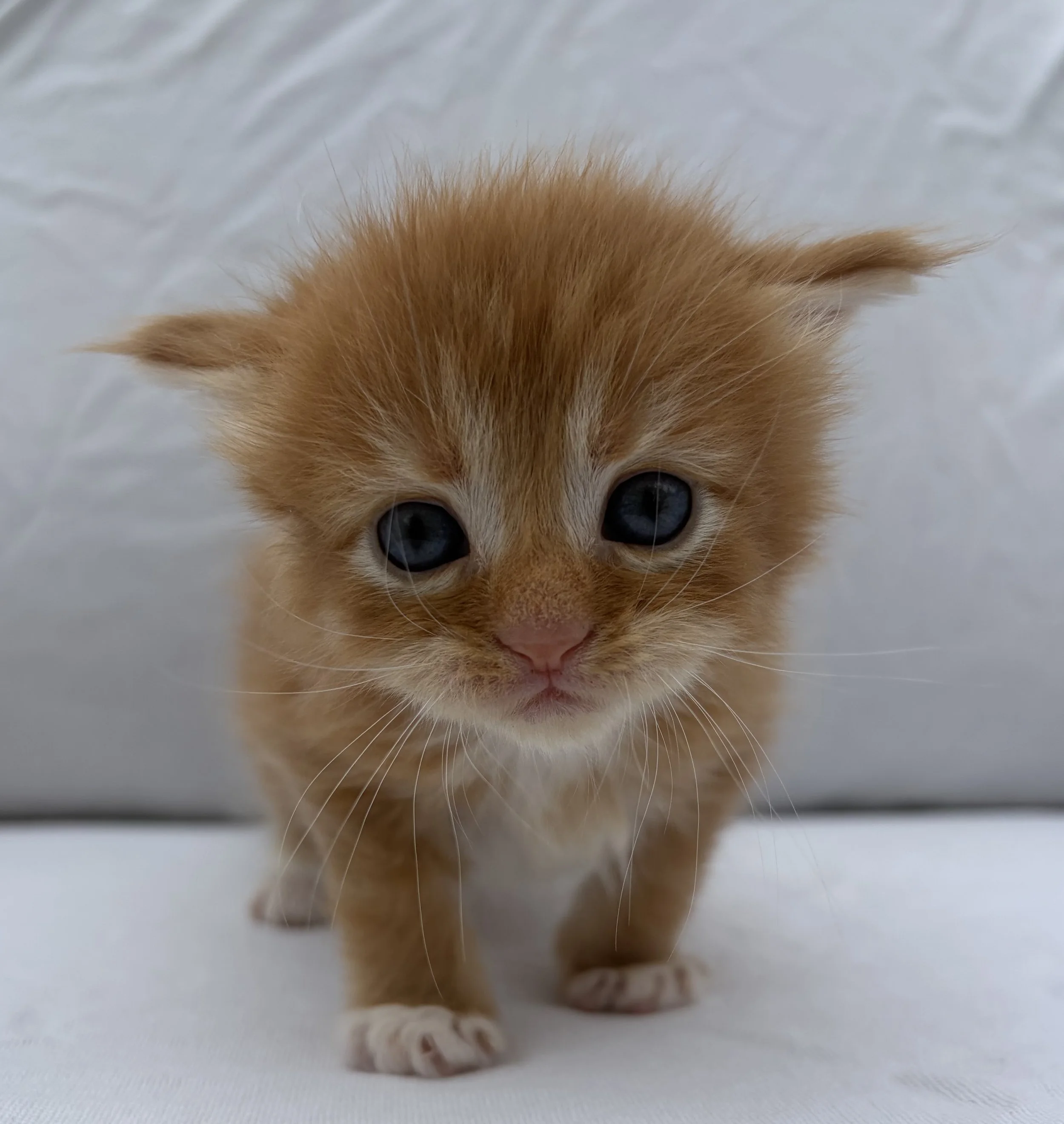 Clyde Red Maine Coon Kitten