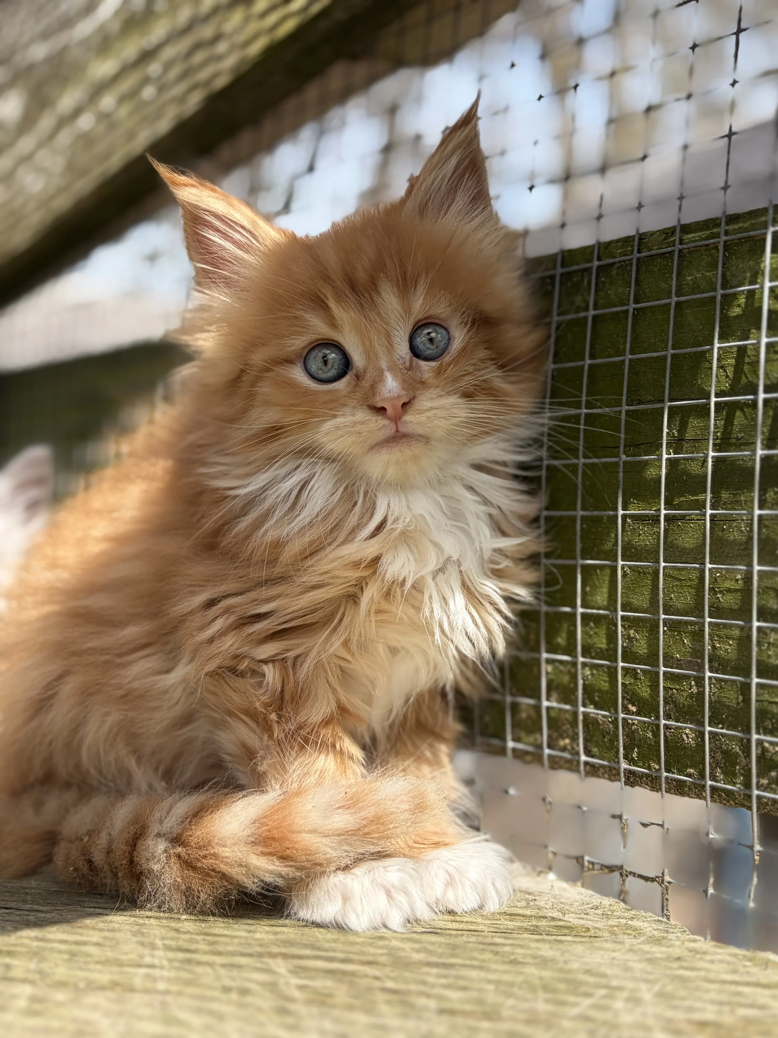orange maine coon kitten