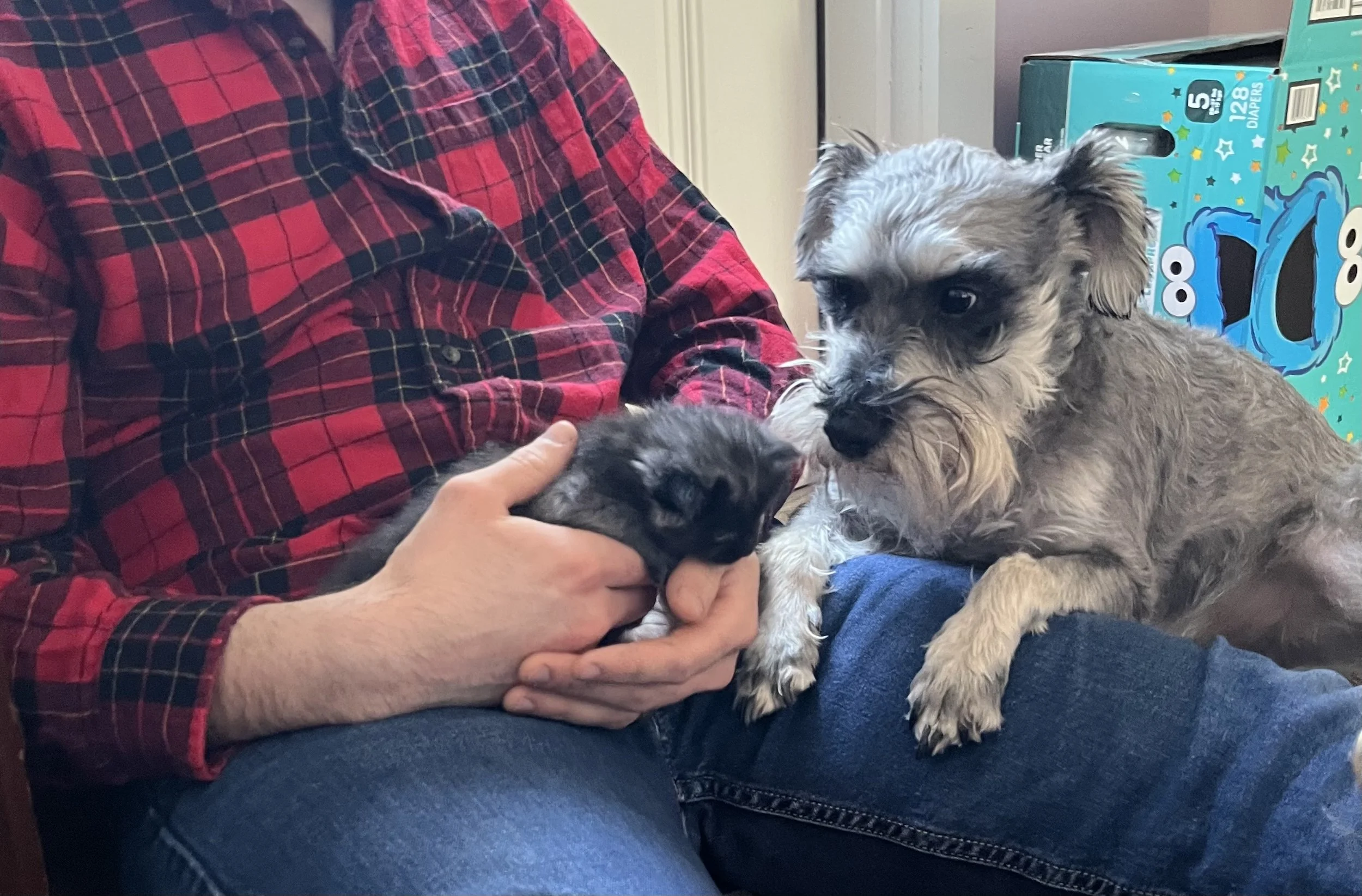 Mini schnauzer and maine coon kitten