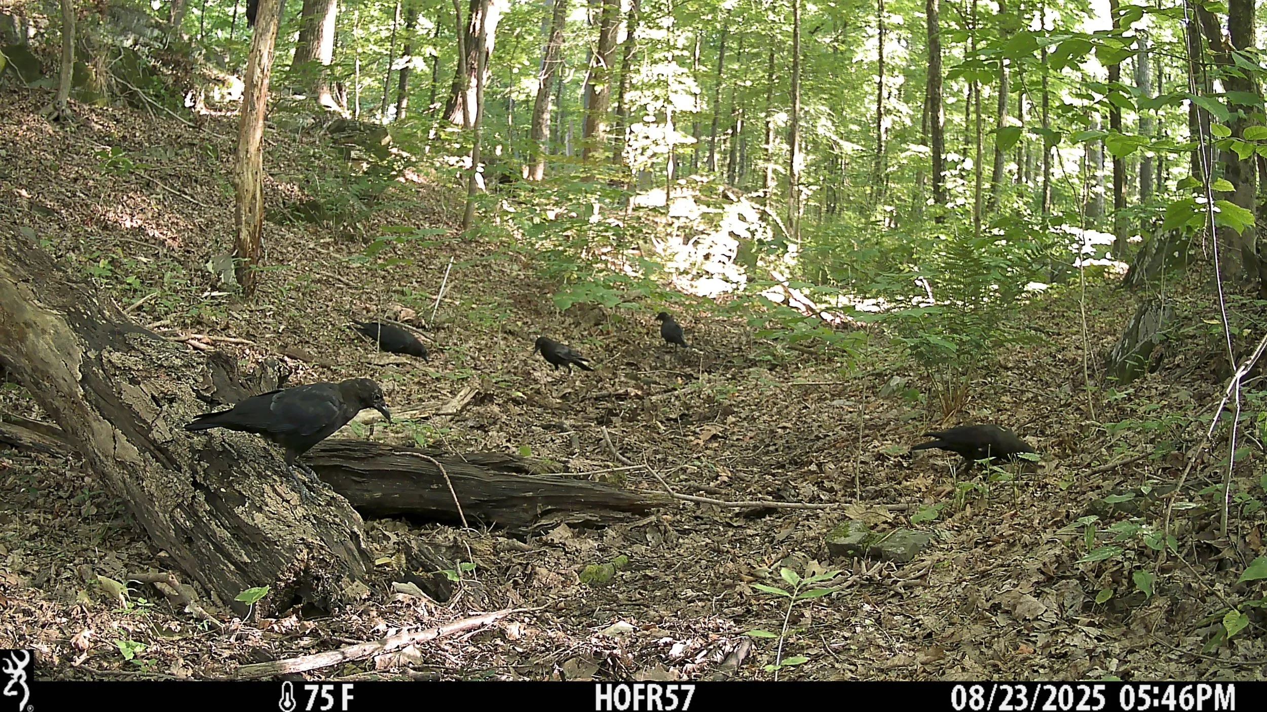 446_w3wvKBwBI20Uz0C1KWY0_7-22 to 9-3_IMG_1518.JPG