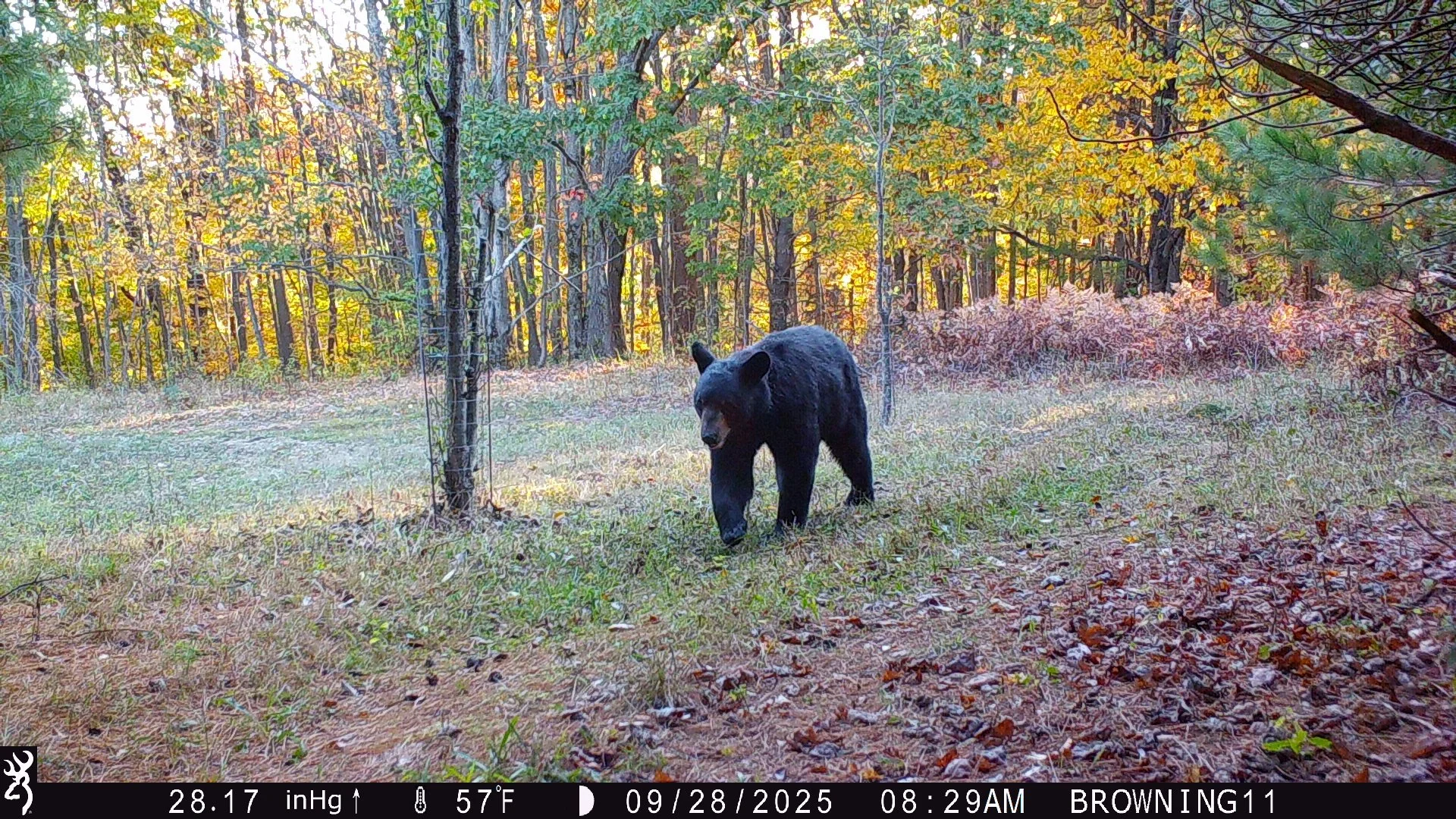 American black bear