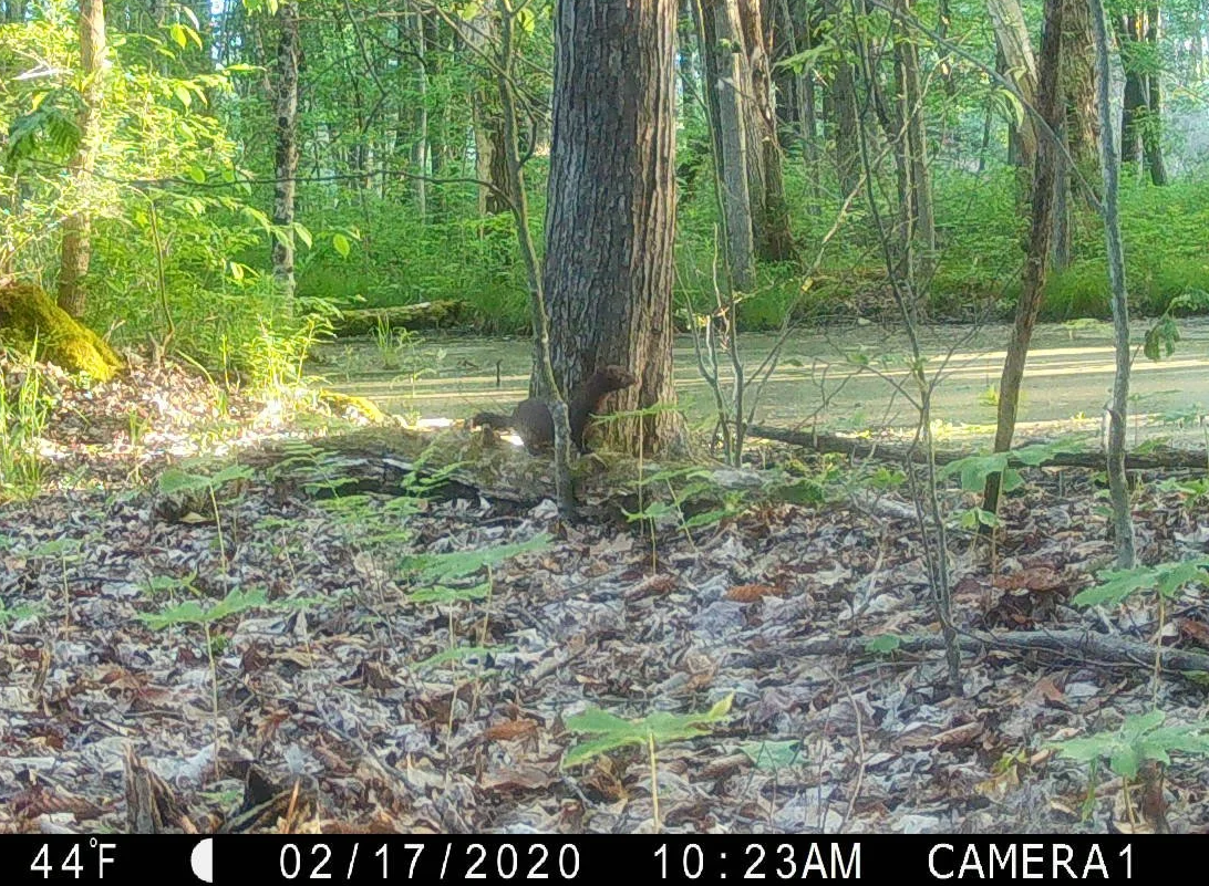 American Mink