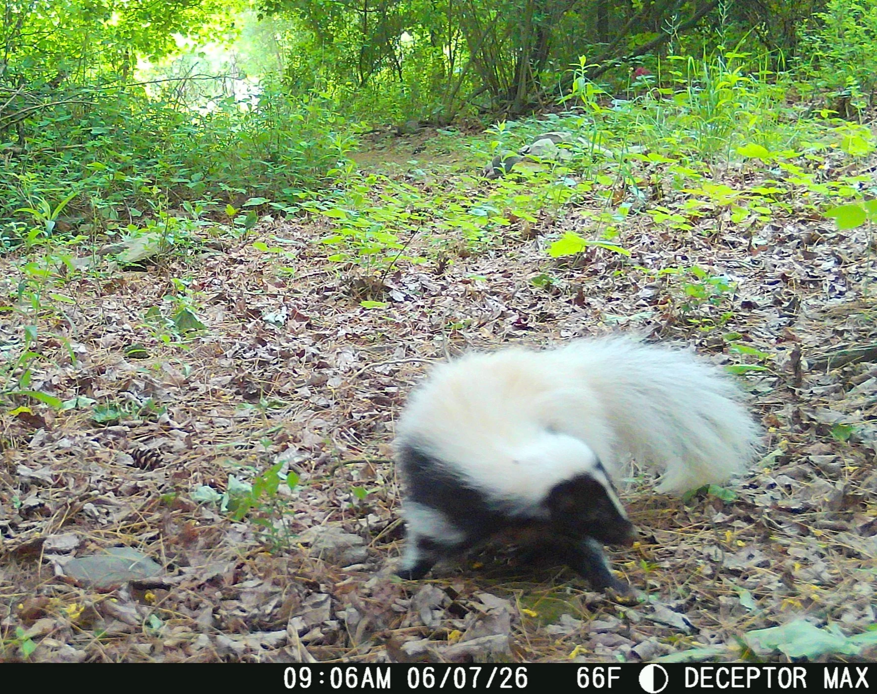 Striped skunk