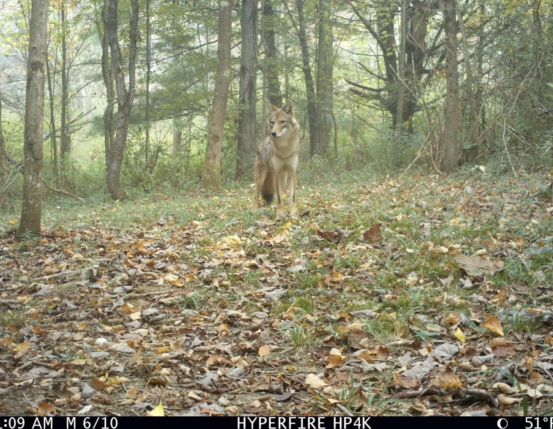 Coyote