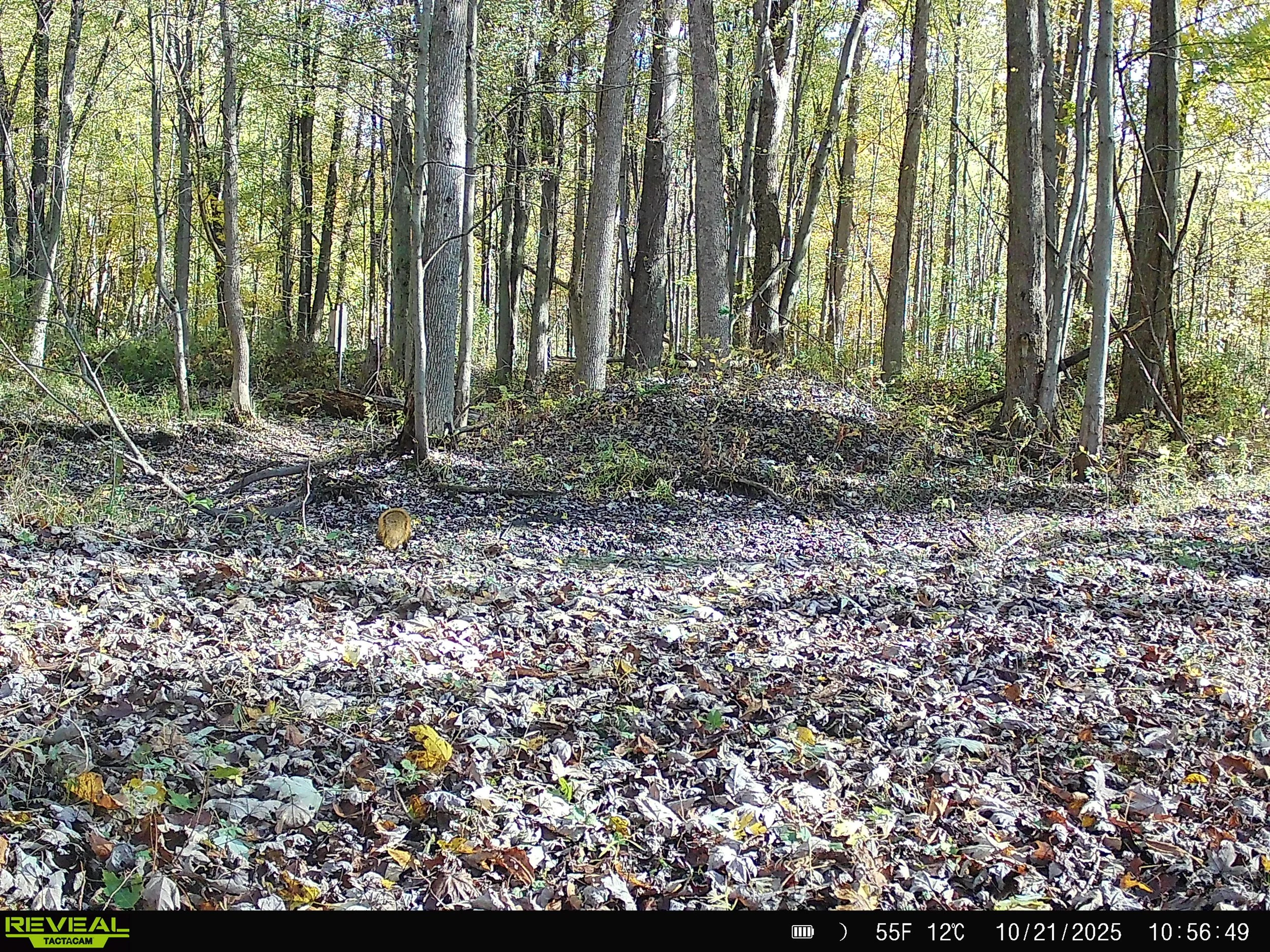 791_3xjlemKDuah2Fn4n9lcJ_DK 11-1-25_SYFW0003.JPG