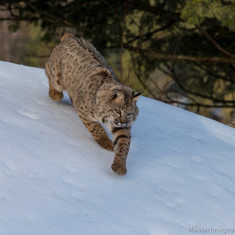 bobcat_U0U6671c.jpg