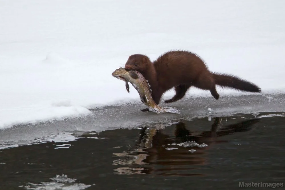 mink.fish.jpg
