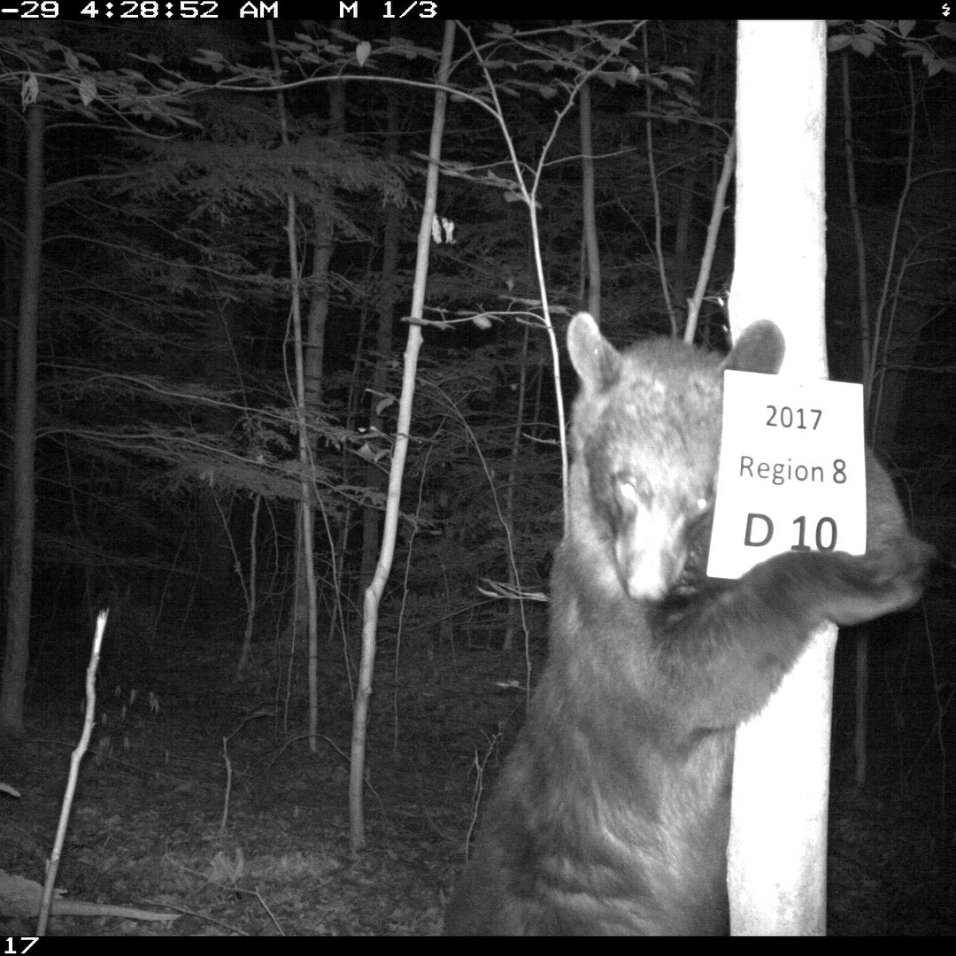 Our research sites have been very successful this summer! Lots of bears and other wildlife checking things out and having a good time 😉If you have trail cams up in NY, join iSeeMammals and submit data too! Help us study the growing bear population!