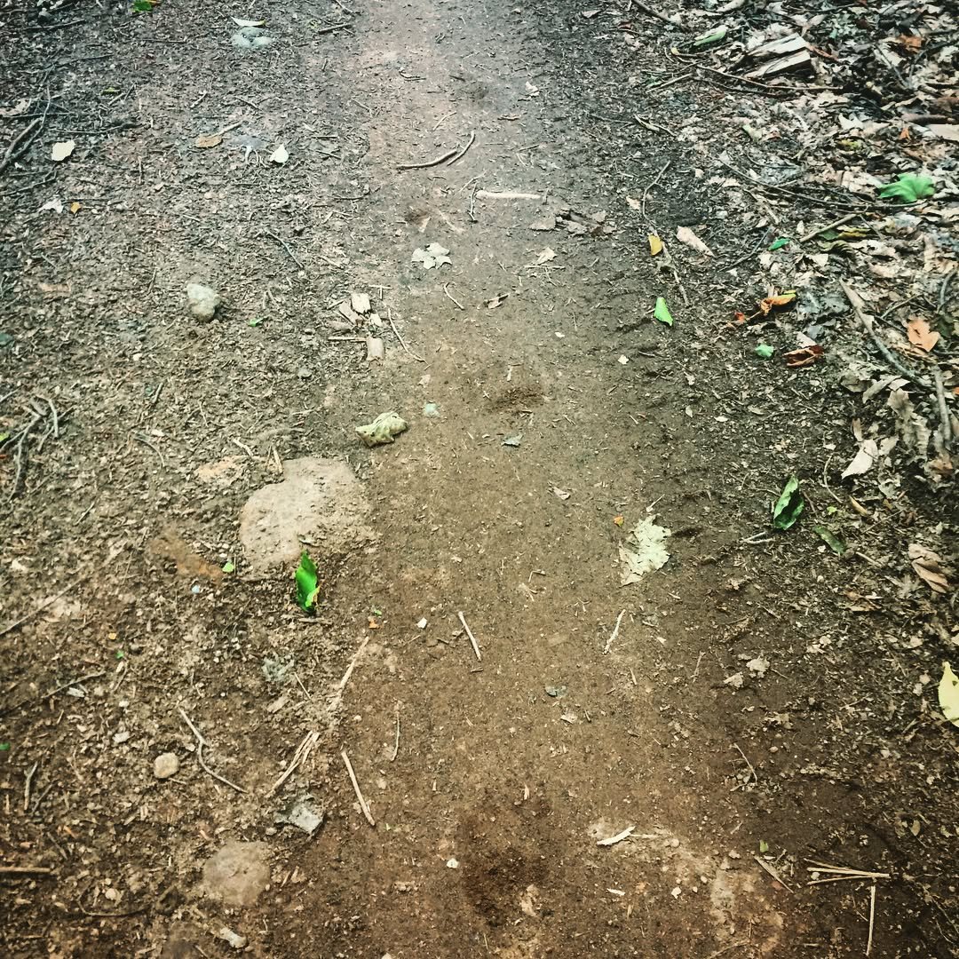 Yesterday in the Catskills, I spooked a black bear that ran down the seasonal access road and then up the hill into the woods! On the way to check my last site of the day. Bear was small, about 120 pounds, with a round booty. Fur was nice and thick, 
