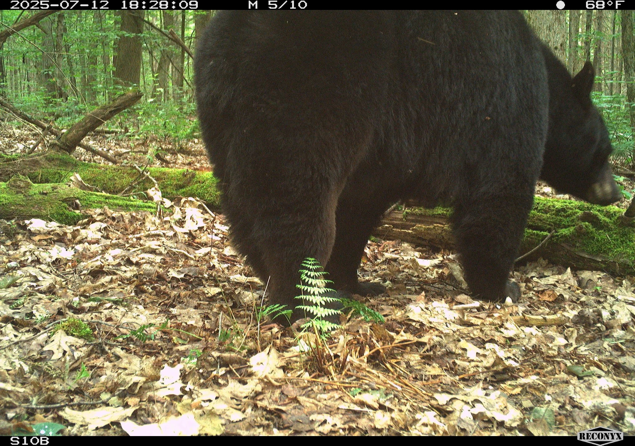 🥳🐻 It&rsquo;s Fat Bear Season here in New York too! While Katmai National Park in Alaska has their famous Fat Bear Week voting, our Snapshot NY cameras are catching some seriously chunky black bears right here at home.

Check out these oh-so-rotund