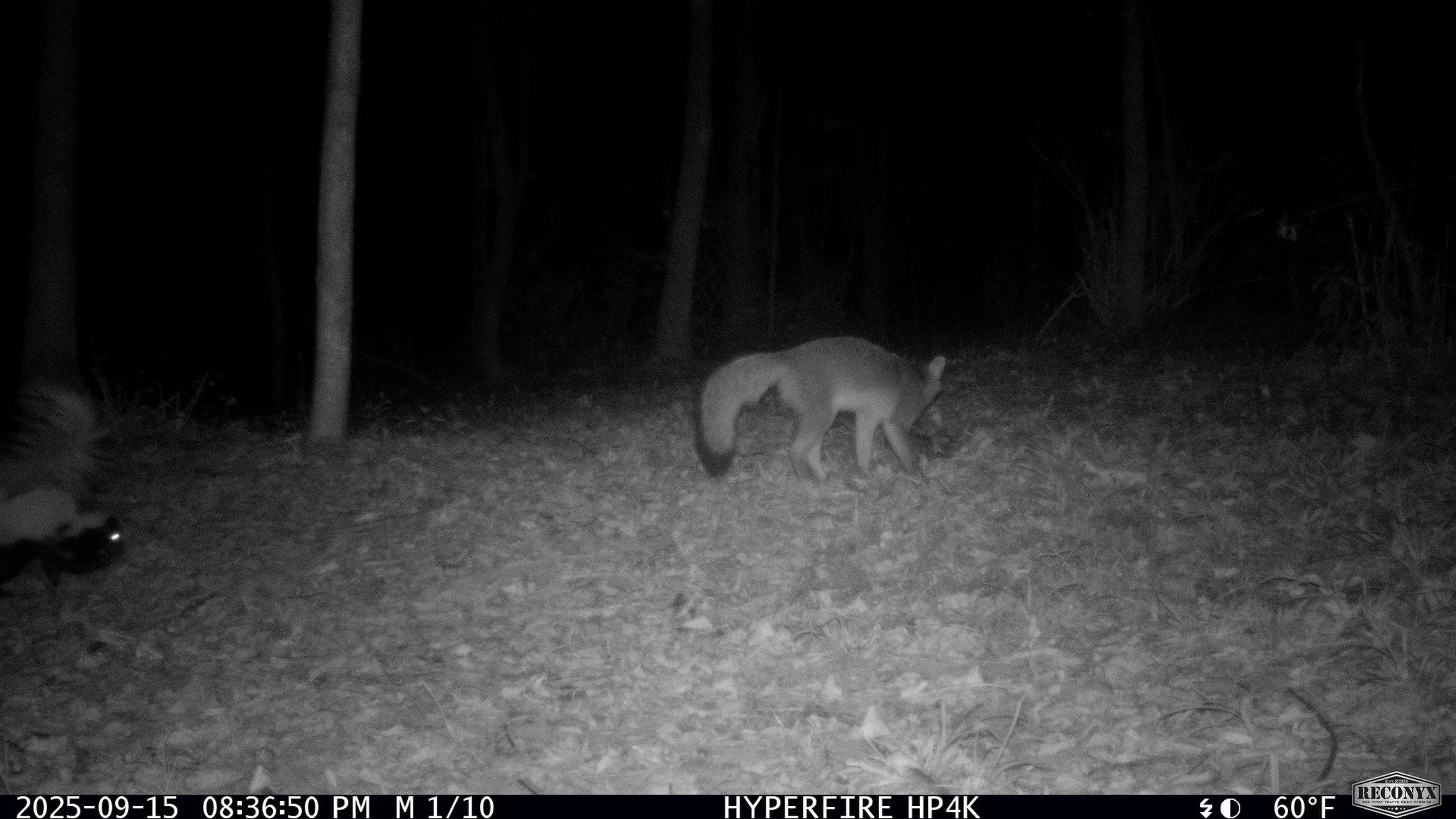 🦨✨ Wildlife Wednesday: The Skunk! ✨🦨

Our Snapshot NY cameras caught a funny moment &mdash; a skunk and a gray fox having a nighttime face-off! 🦨🦊 The fox wisely backed down&hellip; because skunks come armed with one of nature&rsquo;s strongest d