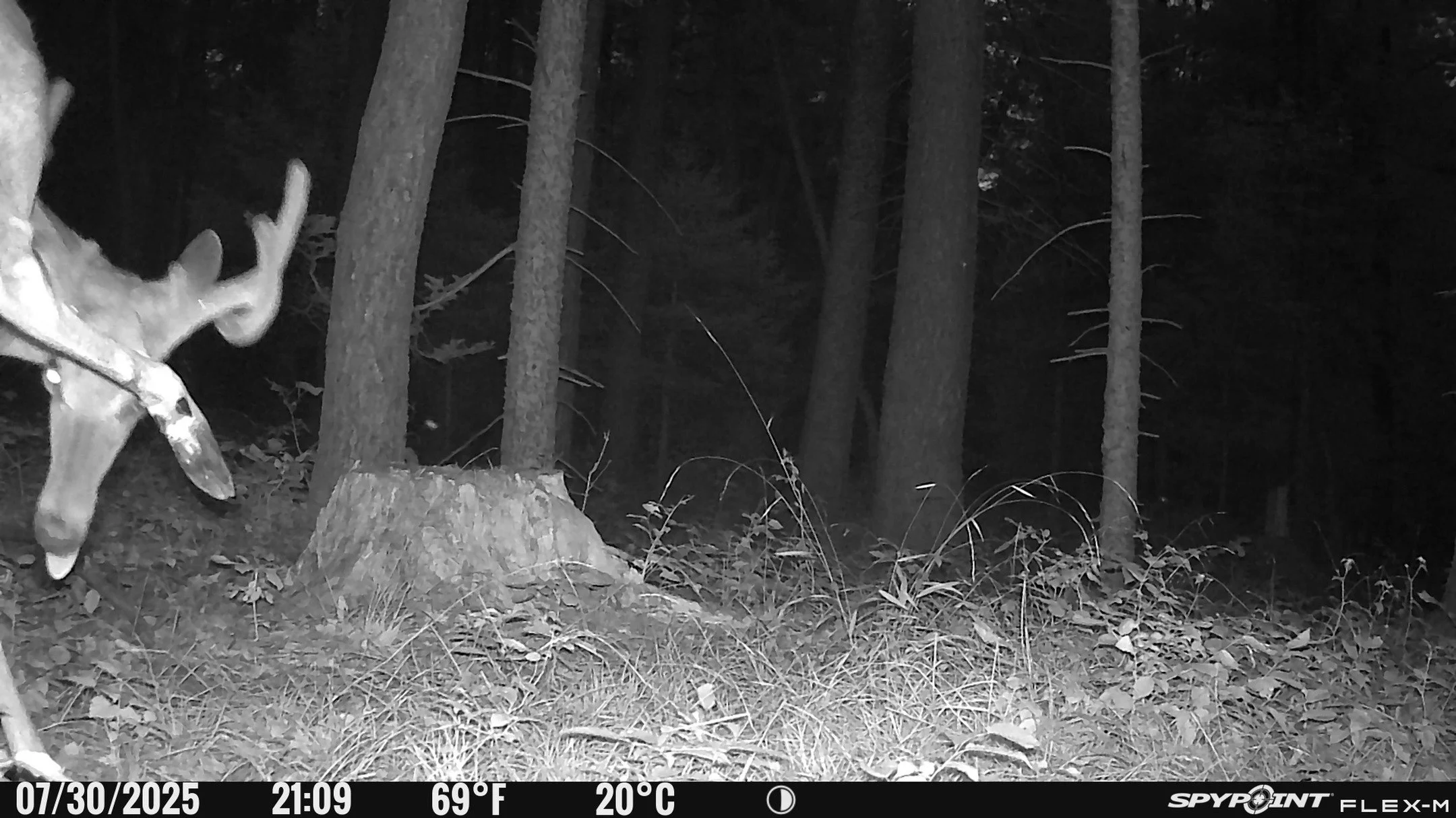 🦌 This deer must have missed yoga class&hellip; so he decided to practice right in front of our camera! 🧘&zwj;♂️✨

Caught mid-pose, leg up and all &mdash; we&rsquo;re not sure if that&rsquo;s &ldquo;Downward Buck&rdquo; or &ldquo;Warrior Pose 3,&rd