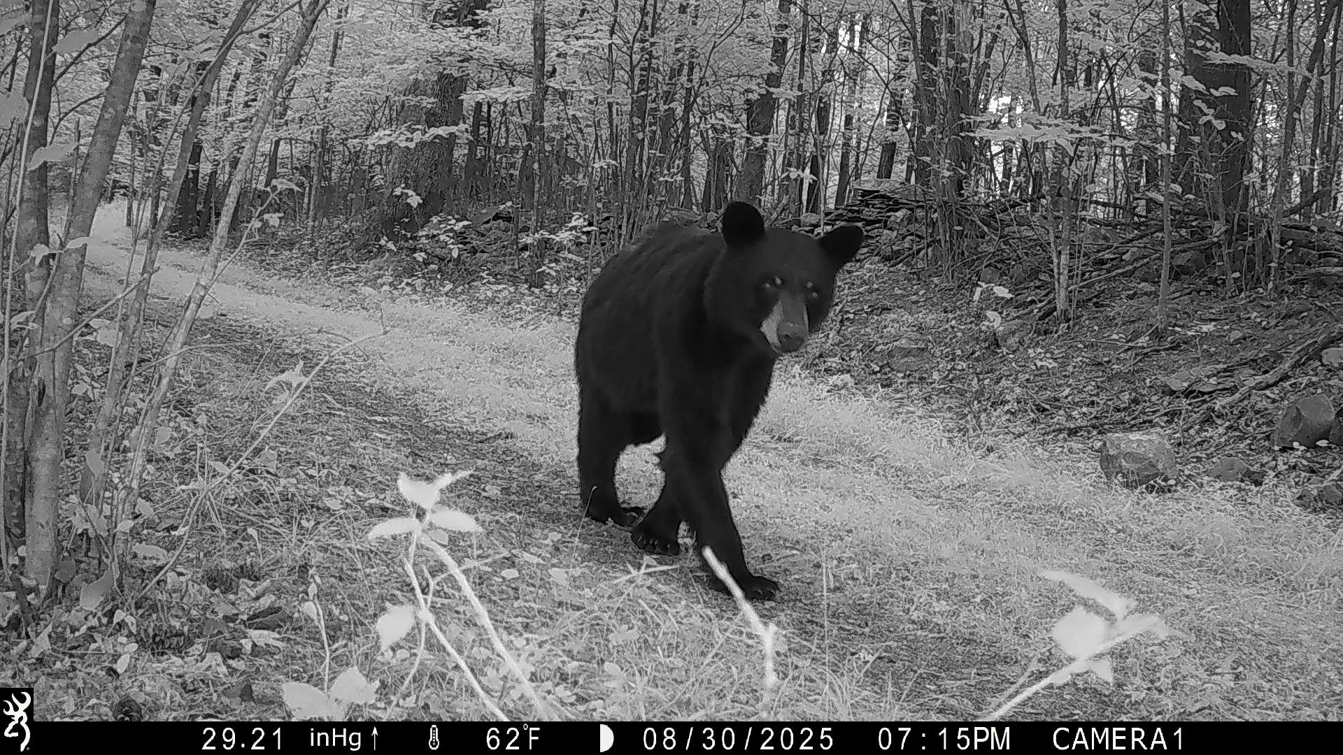 I just HAD to share these!

#snapshotny #wildlife #blackbear #babybear #trailcam
