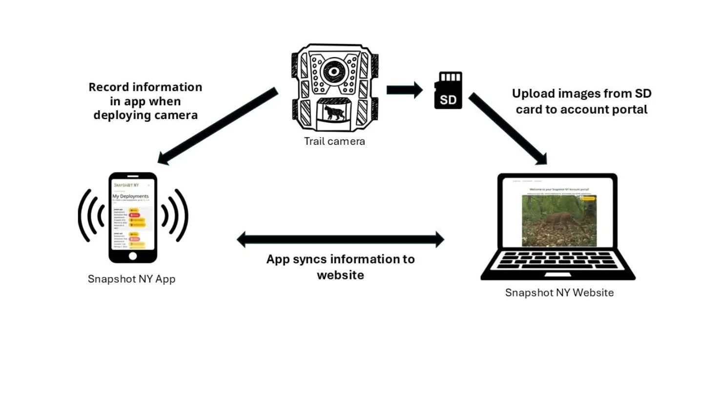 New infographic explaining the Snapshot NY workflow!

Wonder why you need to use the Snapshot NY app when setting out your camera AND the website when uploading photos? Hopefully this helps explain!

The Snapshot NY app allows us to collect informati