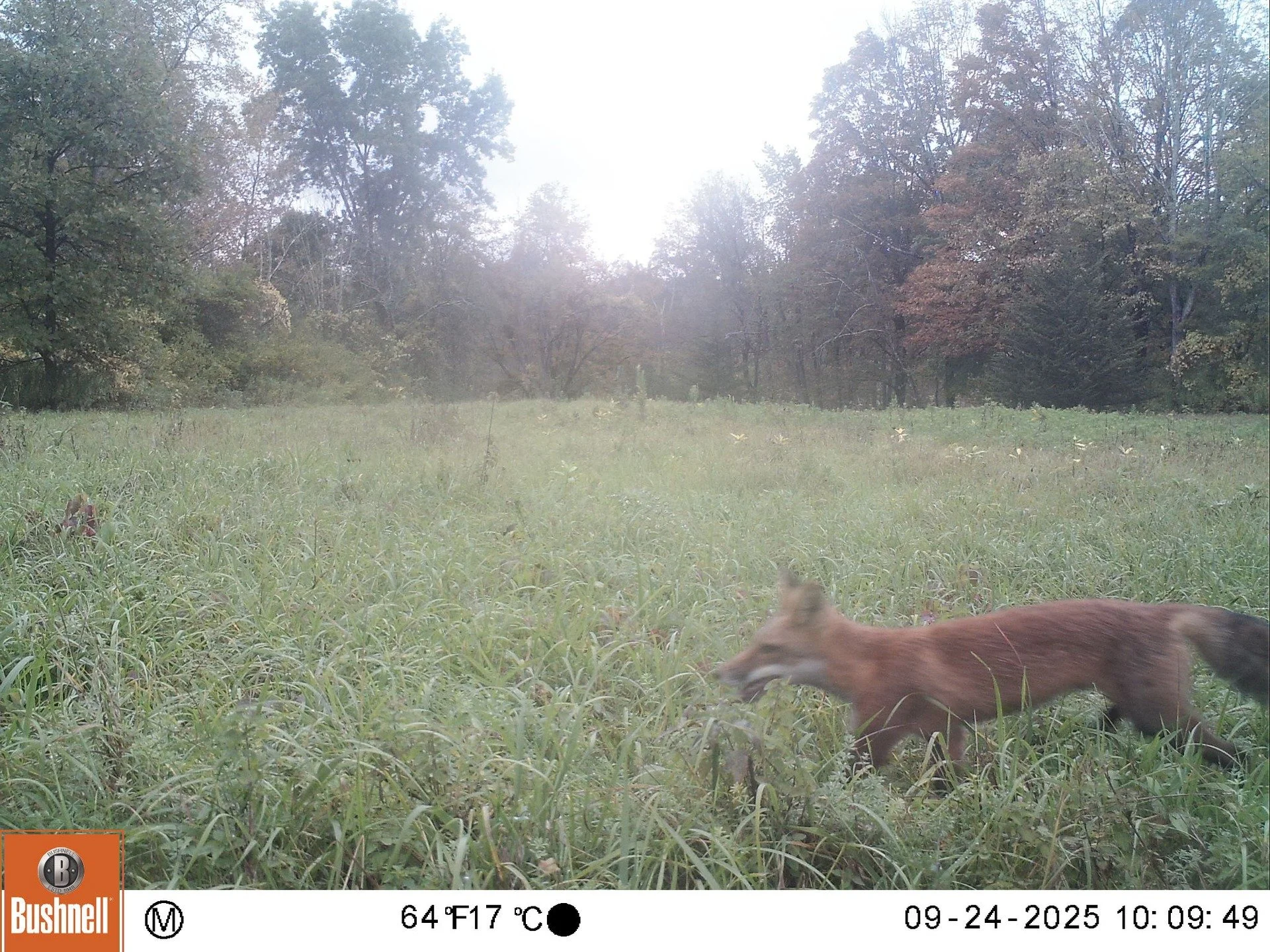 🦊 Wildlife Wednesday: The Red Fox (Vulpes vulpes)! 🦊

Meet the red fox &mdash; one of New York&rsquo;s most clever and adaptable mammals! You can spot them in forests, fields, and even near neighborhoods and cities. 

🌟 Fun facts:

🐁Red foxes hav