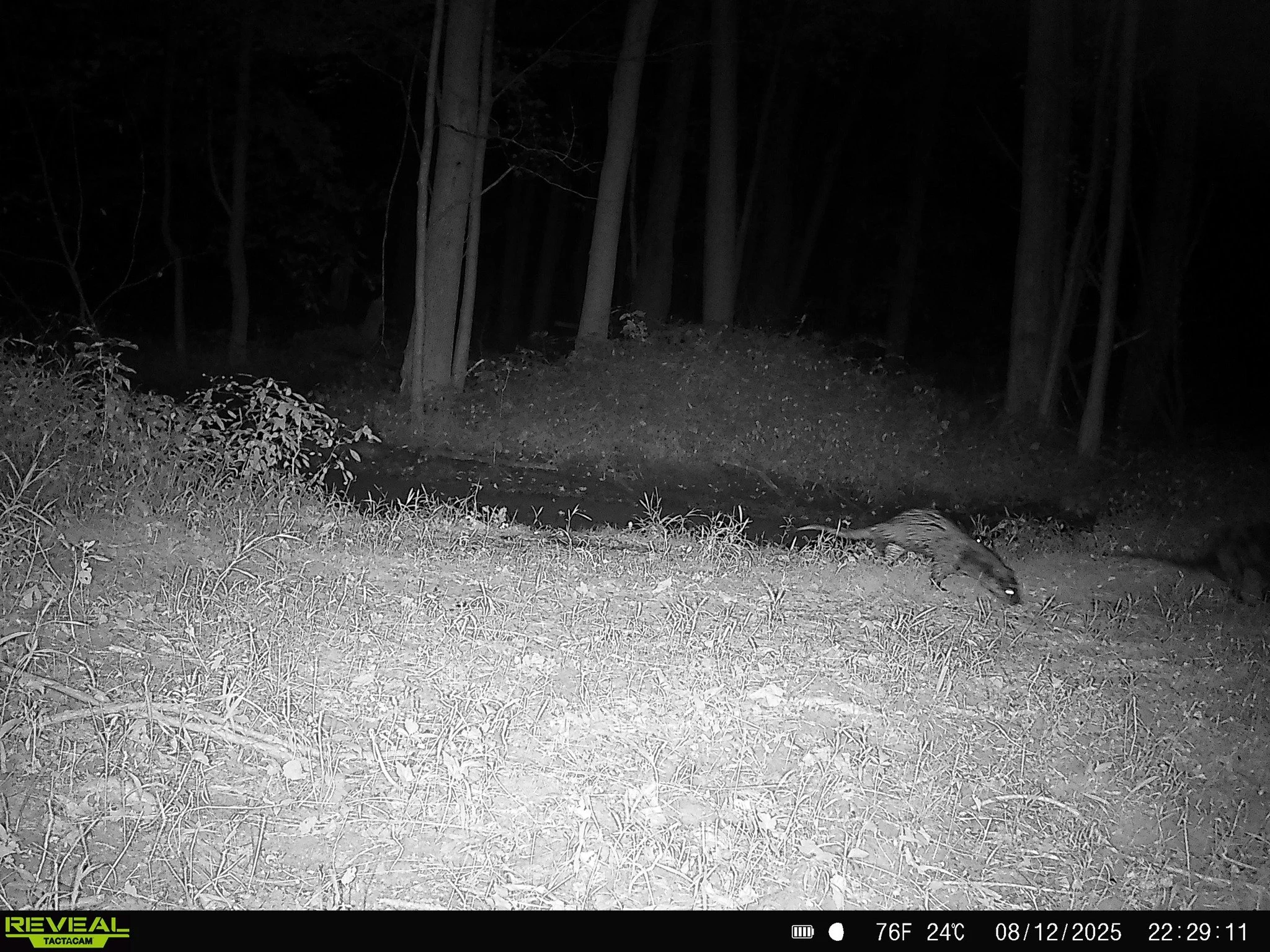 🦦 Wildlife Wednesday: North American River Otter 🦦 

Meet the North American river otter (Lontra canadensis) &mdash; one of New York&rsquo;s most playful and entertaining native mammals! These sleek, semi-aquatic carnivores are built for life in an