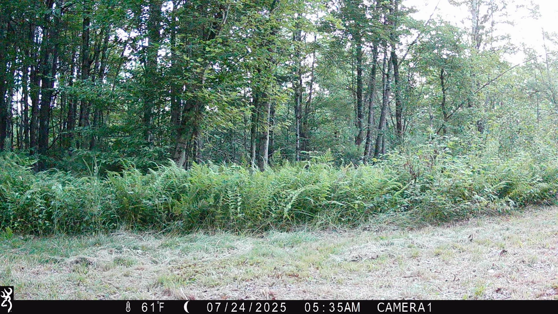 What Does It Mean When We Don’t See an Animal?