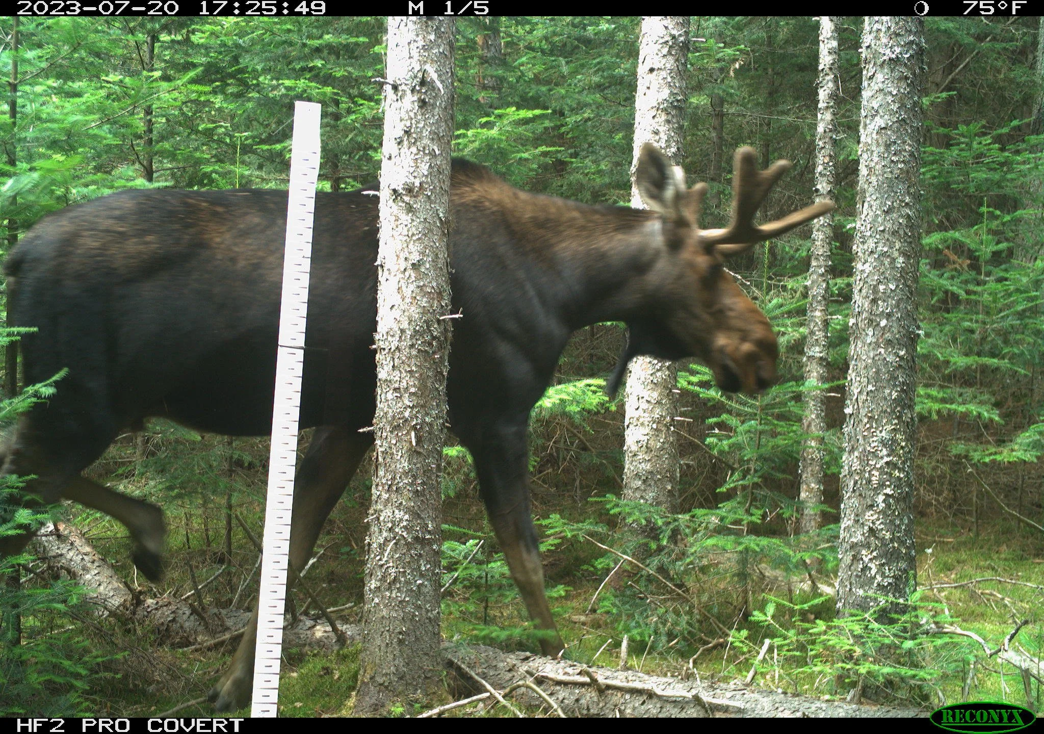 🦌 Wildlife Wednesday: The Mighty Moose of New York! 🦌

In NYS, moose are most common in the Adirondack Park where vast forests and wetlands provide ideal habitat. They can also be found in the Eastern portions of the state near the Massachusetts an