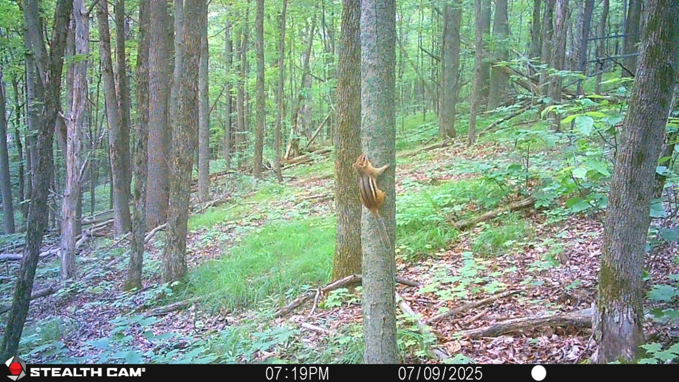 🐿️ Wildlife Wednesday: The Eastern Chipmunk!🐿️

If you&rsquo;ve noticed chipmunks darting around your yard lately, they&rsquo;re not just being extra busy for fun &mdash; they&rsquo;re in full prep mode for winter! 🍂
The Eastern Chipmunk (Tamias s