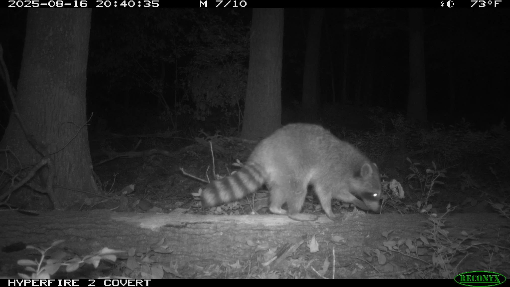 🌙 Night Shift in the Wild 🌙

When the sun goes down, the woods come alive! Our camera traps have been busy capturing the night shift. From curious deer to baby raccoons and opossums, to stealthy coyotes - all moving under the cover of darkness.

Th