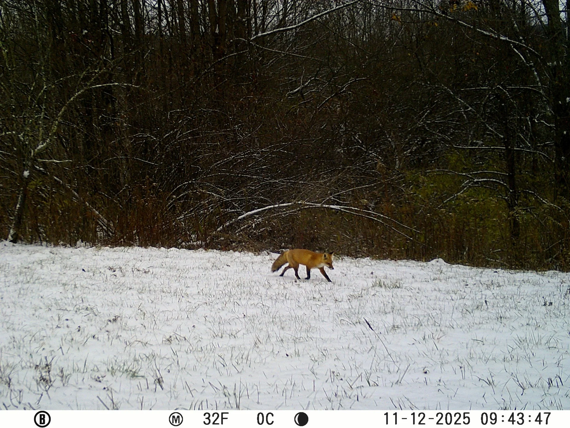 It's time to vote for your favorite trail camera image!
We had over 80 submissions! Wow! To narrow it down and make it easier to vote, the Snapshot NY team independently voted for their top 10 favorites! 
Now it is your turn! Rank your favorite pictu