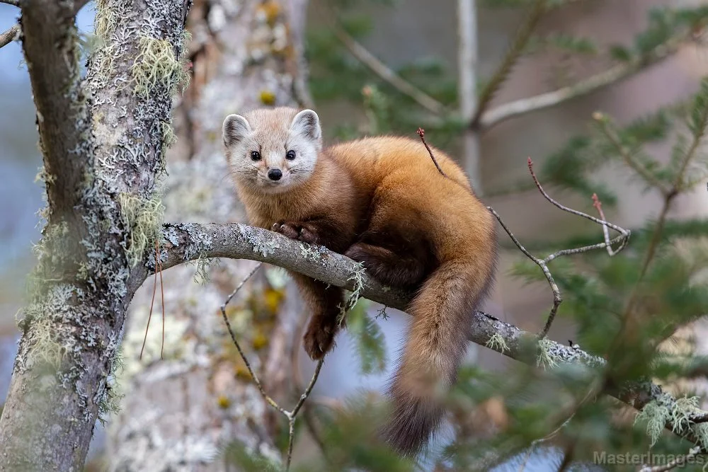 🐾 Wildlife Wednesday: American Marten! 🐾

Meet the American marten (Martes americana): A small, tree-loving member of the weasel family found in New York&rsquo;s northern forests! With their sleek bodies, bushy tails, and cat-like agility, martens 