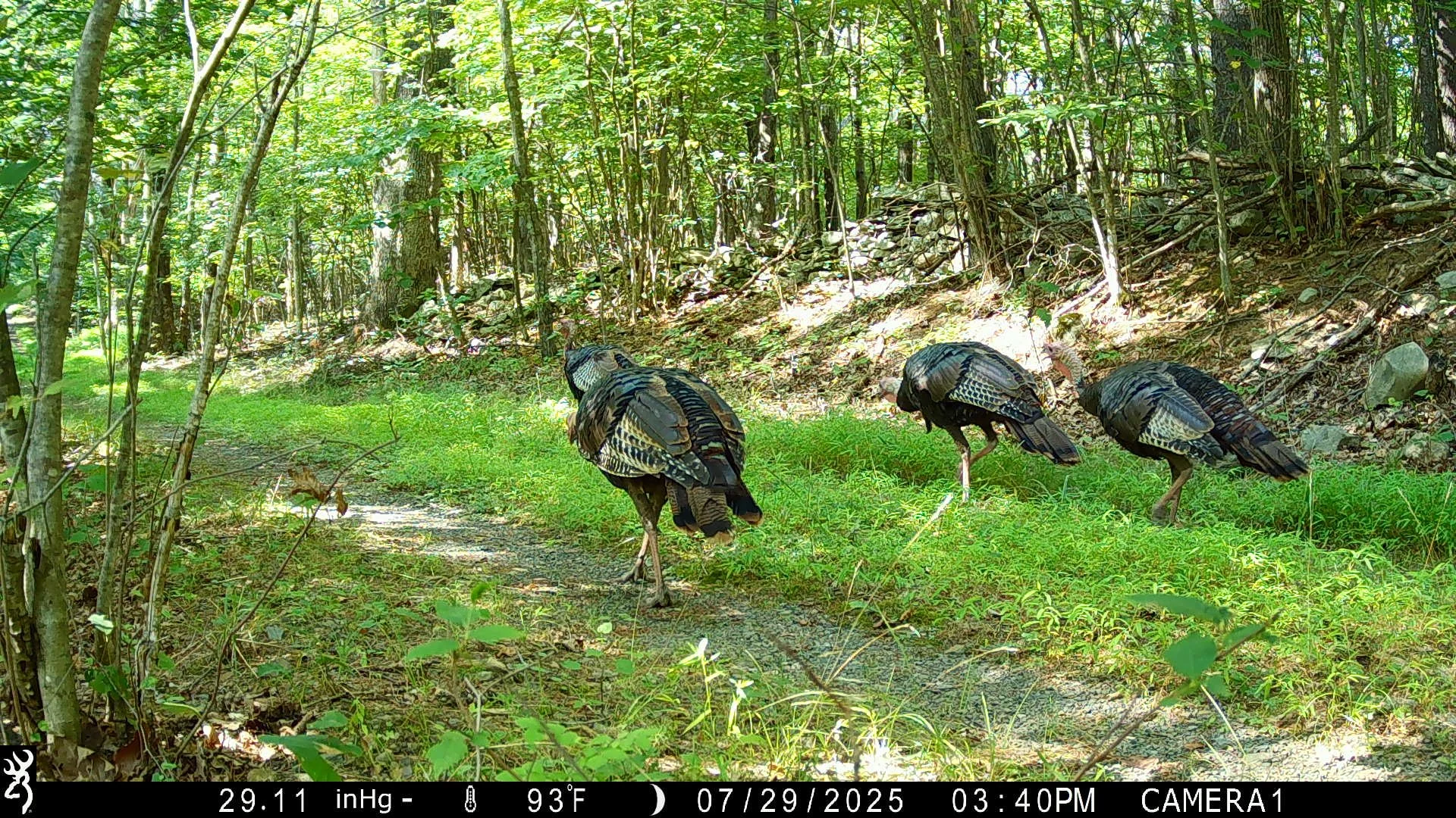 🦃 Wildlife Wednesday: The Wild Turkey (Meleagris gallopavo)🦃

Switching things up this week with a non-mammal feature! Since Wild Turkeys  are terrestrial birds that spend much of their time on the ground foraging, they regularly wander in front of