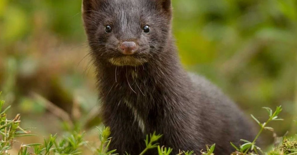 🐾 Wildlife Wednesday: Meet the Mighty Mink!

This week we&rsquo;re spotlighting a small predator with a big personality: the American mink (Neogale vison). Though they may look a bit like a mini river otter, minks are their own species&mdash;sleek, 