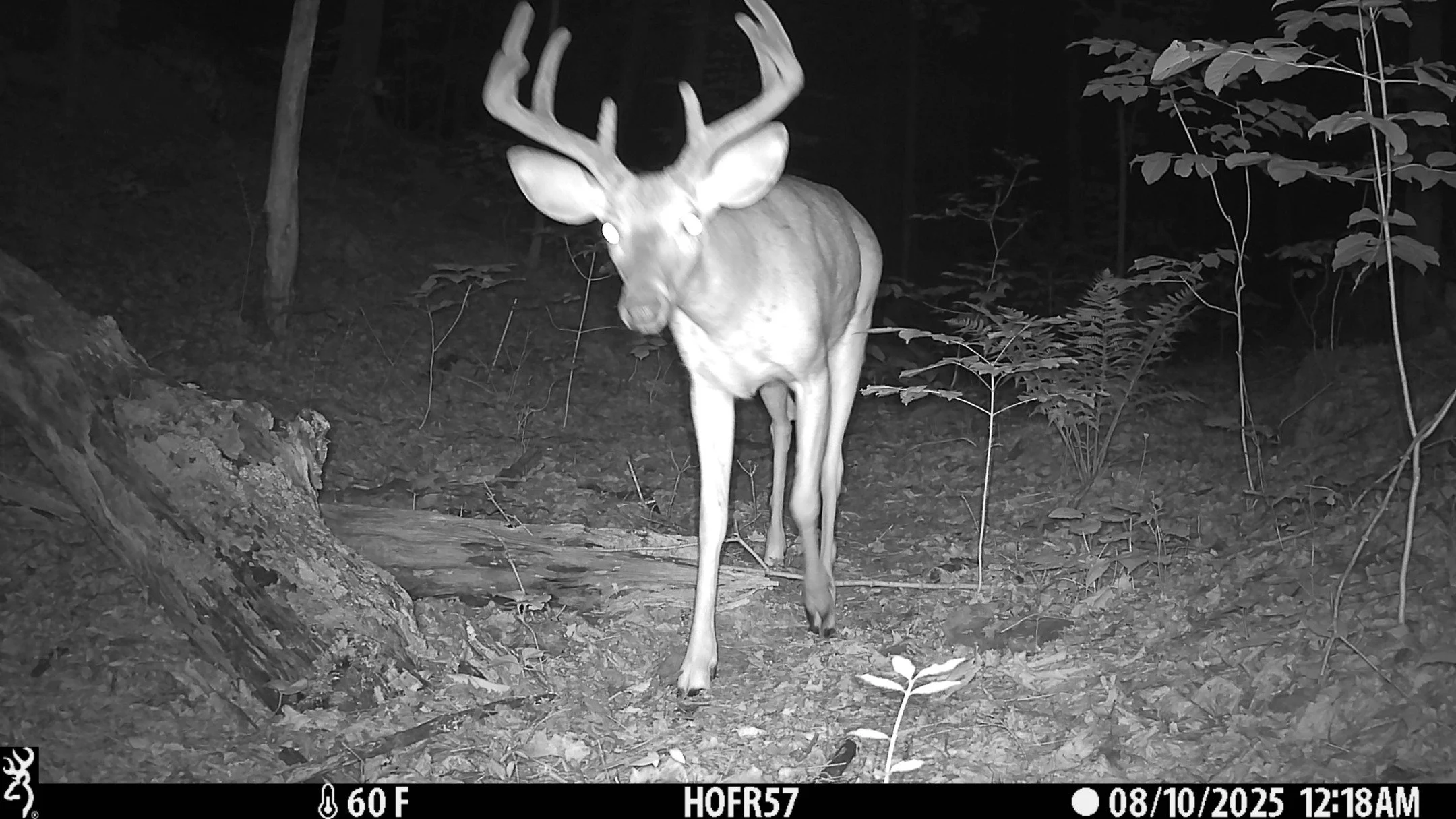 The best of our bucks!

#nywildlife #deer #bucks #snapshotny #whitetaileddeer #trailcams #cameratrap #gamecam #ny