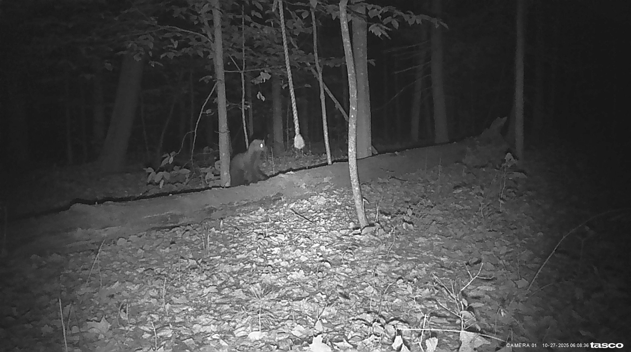 We usually do wildlife Wednesday... but today is funny fisher Friday! 😂

One of our Snapshot NY trail cams caught a fisher absolutely living its best life&hellip; playing with a random piece of rope hanging from a tree.

This little woodland acrobat