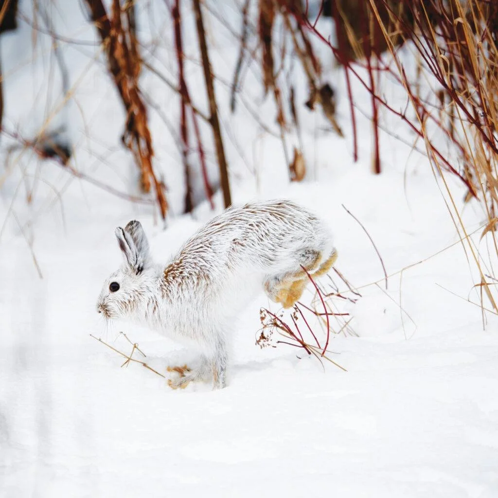 🐇❄️Wildlife Wednesday: Snowshoe Hare ❄️🐇

Meet the snowshoe hare (Lepus americanus)! Found mainly in the Adirondacks and other higher-elevation, forested areas of northern NY, snowshoe hares are specially adapted for life in snowy habitats.

Fun fa