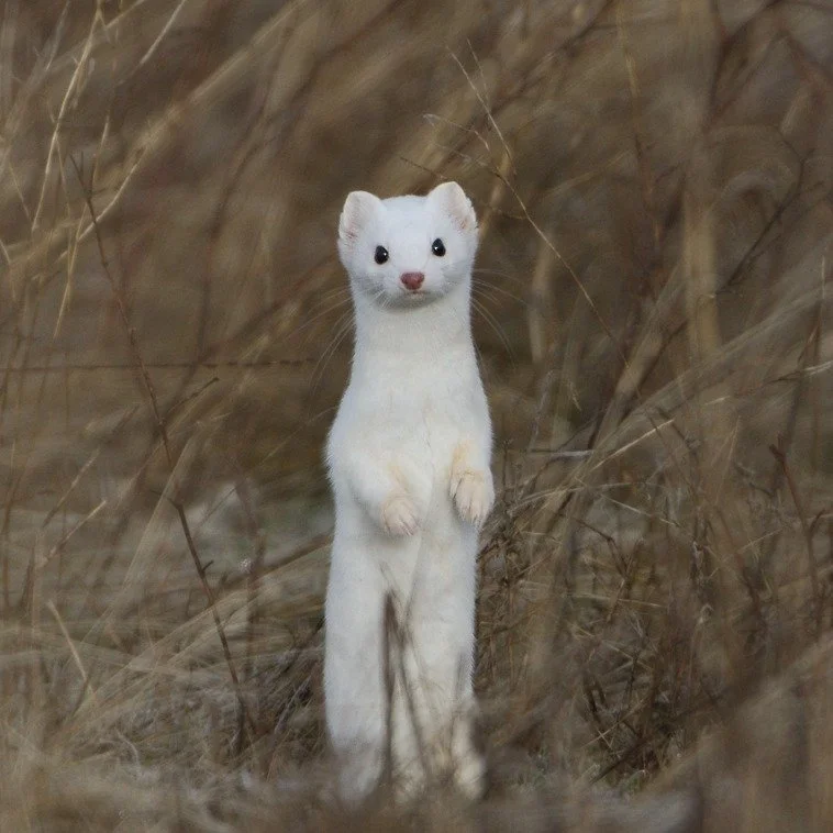 🐾 Wildlife Wednesday: Long-tailed Weasel 🐾

The small but fierce long-tailed weasel (Mustela frenata) is one of New York&rsquo;s most agile and energetic predators. Don&rsquo;t let its size fool you&mdash;this slender mammal is a highly skilled hun