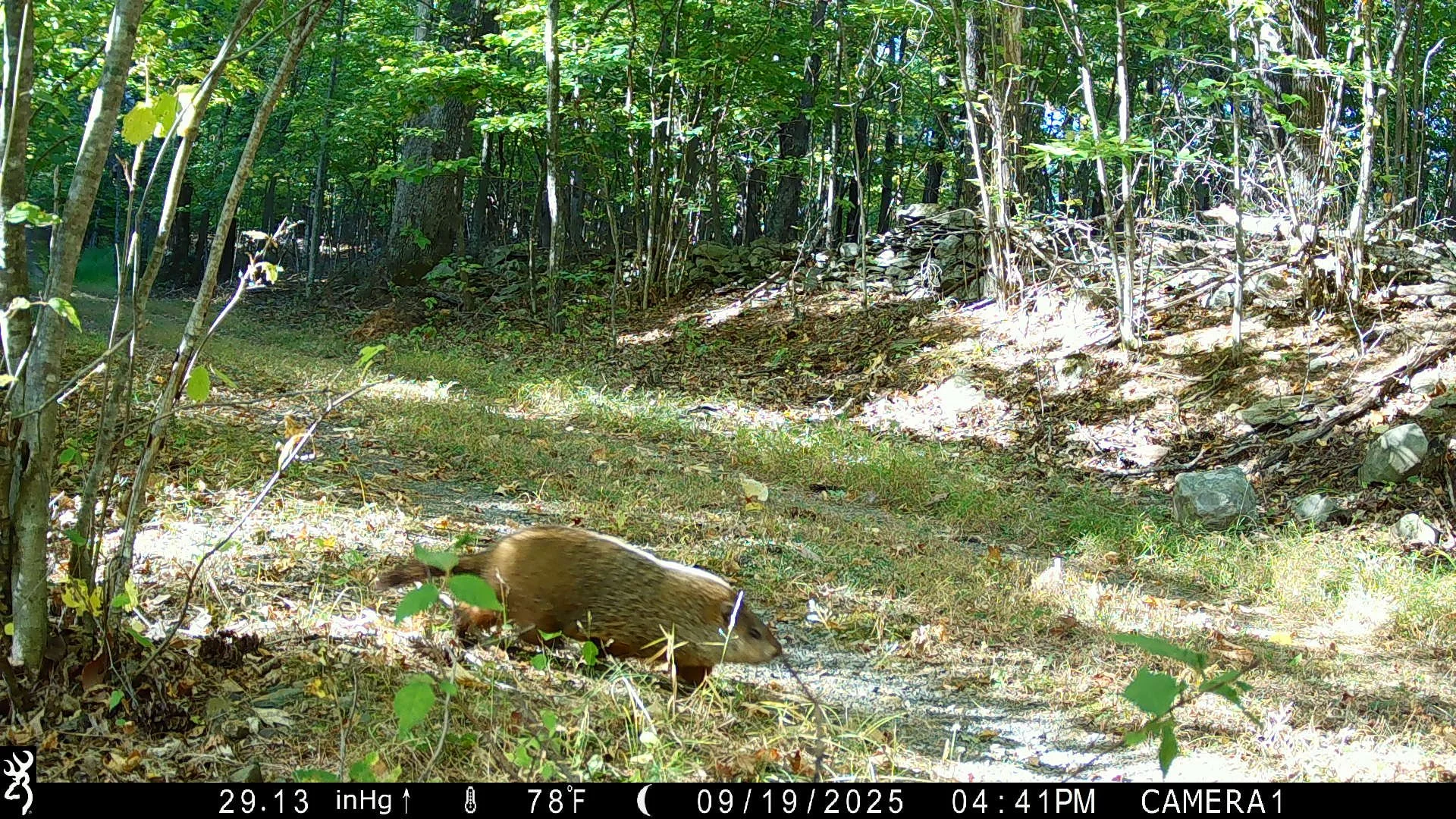 Wildlife Wednesday: Woodchuck (Groundhog!) 

Woodchucks are common across New York, especially in fields, farms, and forest edges, where their impressive burrow systems can stretch 30+ feet with multiple entrances. 

Fun facts:
🐿️ Did you know woodc