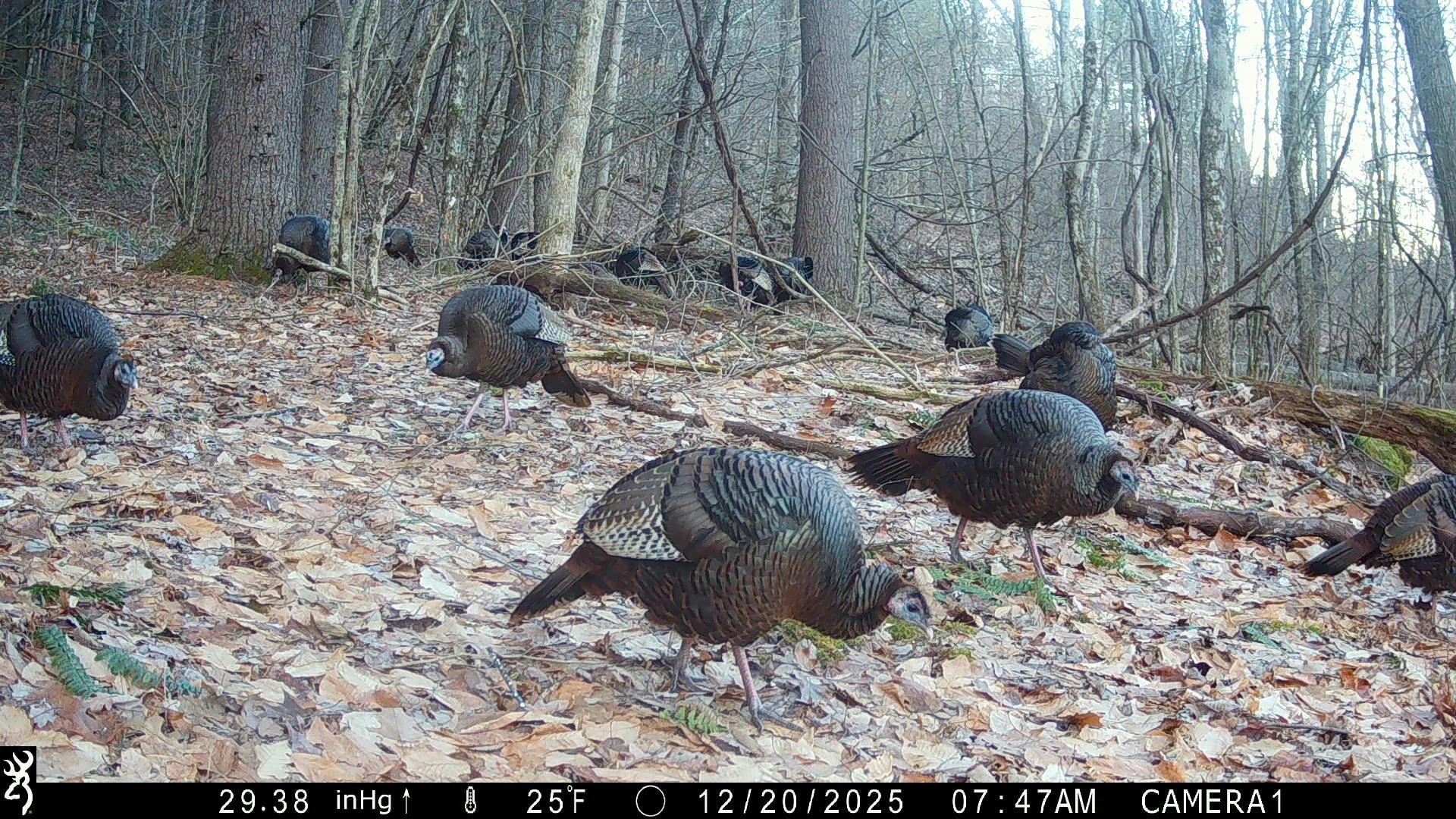 It's time to vote on your favorites for the January trail camera photo contest! 📸

Link to vote here ⬇️ (copy and paste or find the link in our bio!)
 https://cornell.ca1.qualtrics.com/jfe/form/SV_e9Cx13PKyS0TPEi

Congrats to the top 10 contenders! 