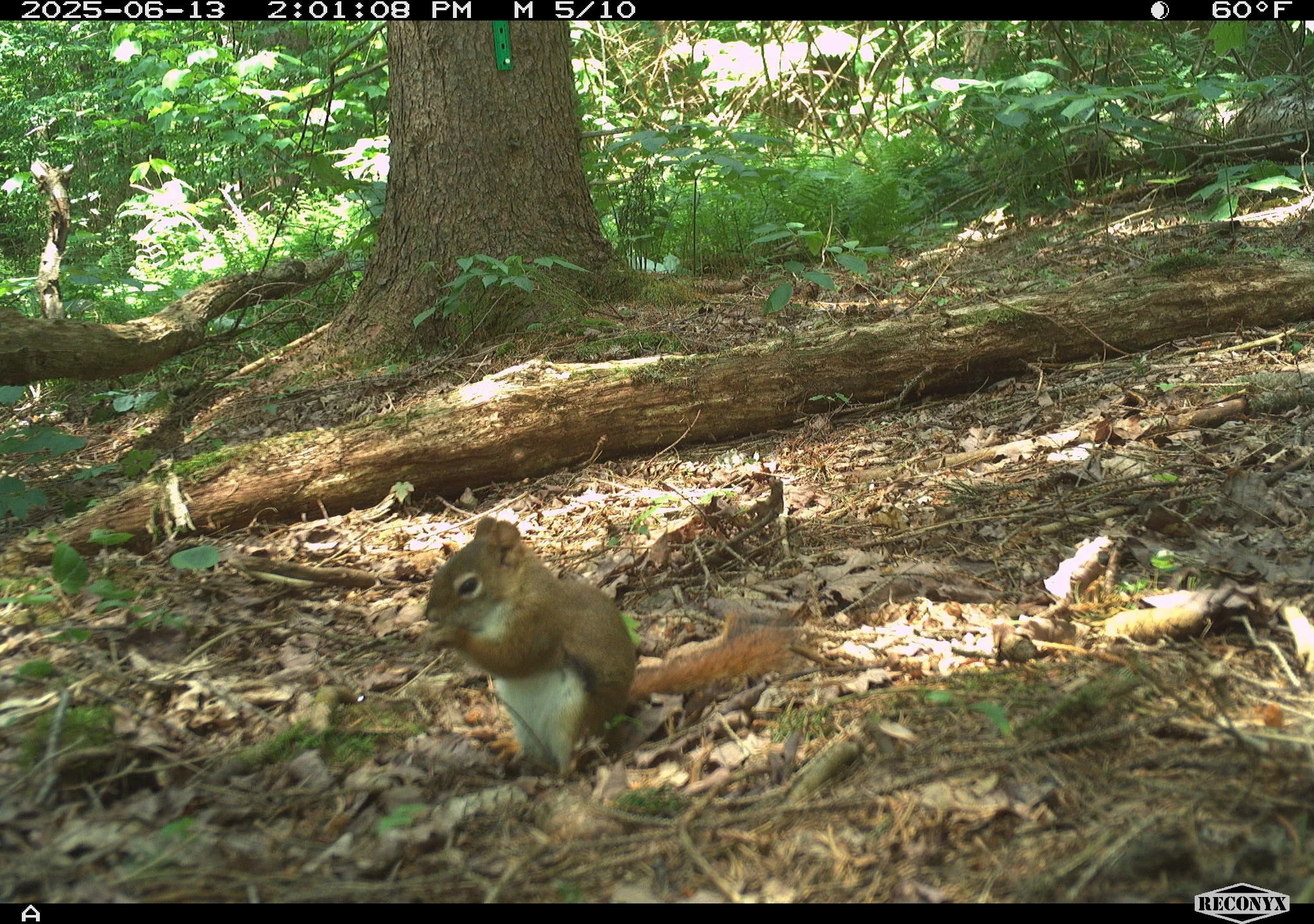 🐿️ Wildlife Wednesday: Meet the North American Red Squirrel (Tamiasciurus hudsonicus)! 🐿️

Today we&rsquo;re featuring one of New York&rsquo;s feistiest little forest mammals!

Red squirrels are quite small; about 7&ndash;9&Prime; body length (quit
