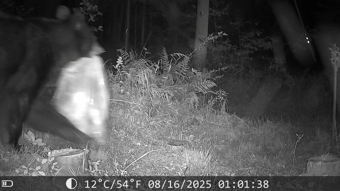 A trash thief in the night!

A friendly reminder to keep your trash locked up if you live in bear country! 

#snapshotny #trailcam #blackbear #wildlife #nywildlife