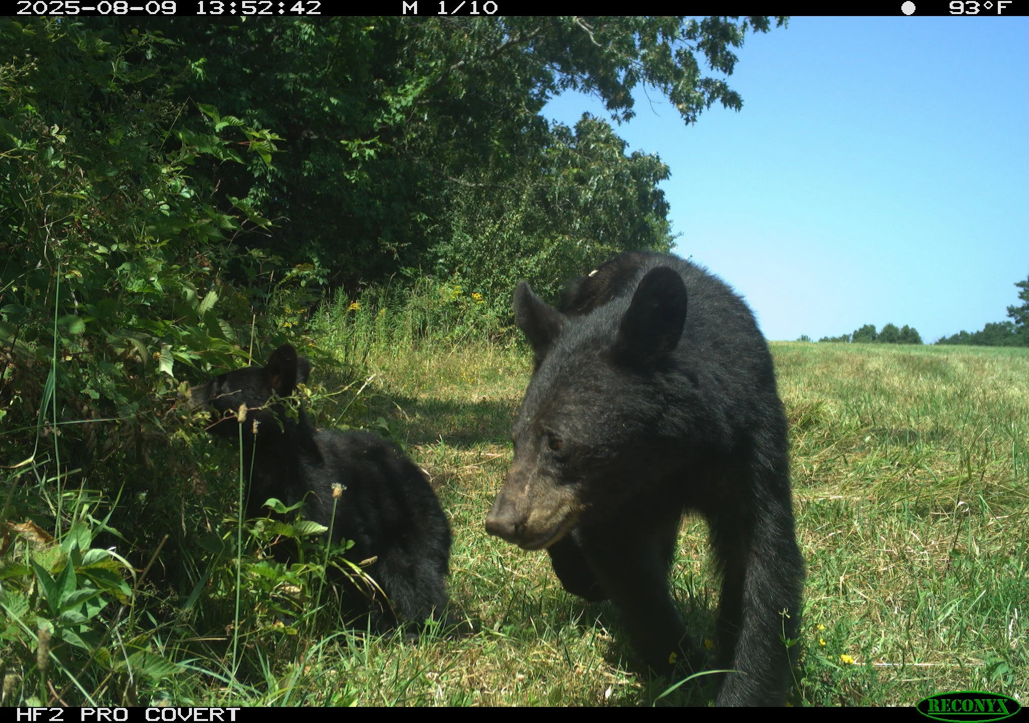 A Snapshot NY photo dump to start the weekend right! 

#snapshotny #nywildlife #trailcamera #wildlife #photodump