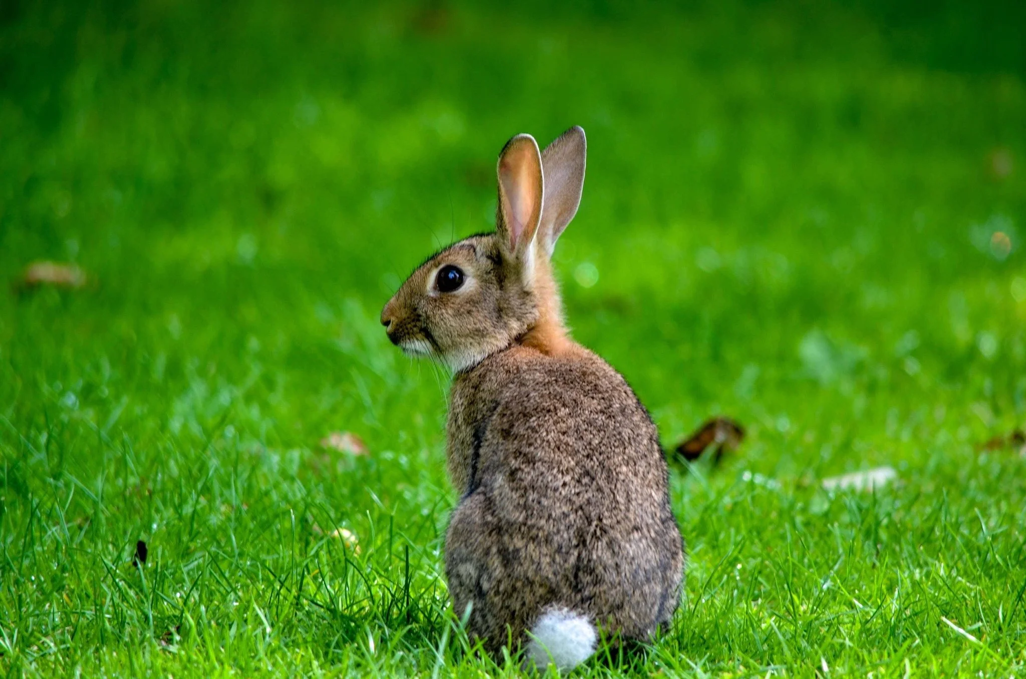 Hoppy wildlife Wednesday! Today we are featuring the New England Cottontail (Sylvilagus transitionalis). 🐇

Did you know we have two types of cottontails in NYS? The New England cottontail looks very similar to the Eastern Cottontail (Sylvilagus flo