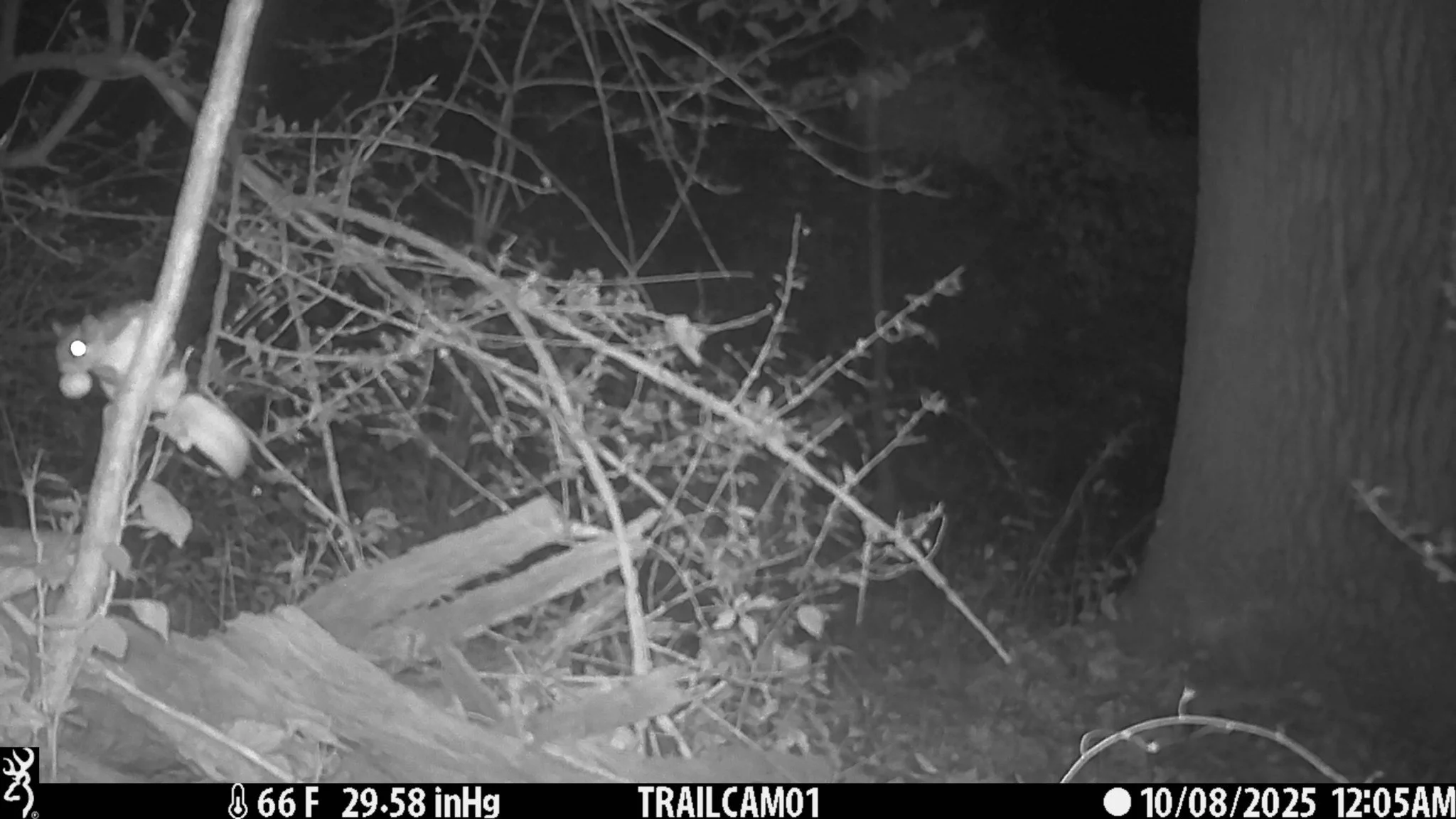 Today we are featuring flying squirrels (genus Glaucomys) for wildlife Wednesday!🐿️

We have two species of flying squirrel in NYS, the Northern flying squirrel (Glaucomys sabrinus), and the Southern flying squirrel (Glaucomys volans). The main diff