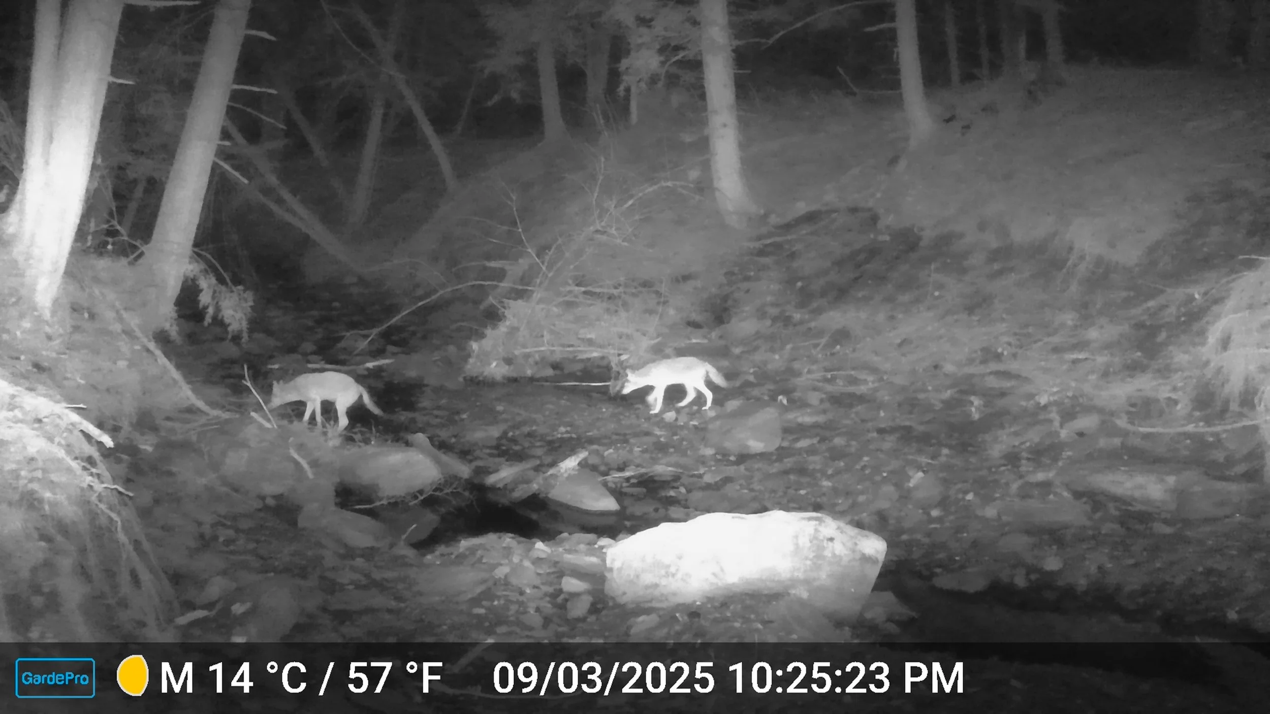 Feeling the love: Mammals who mate for life