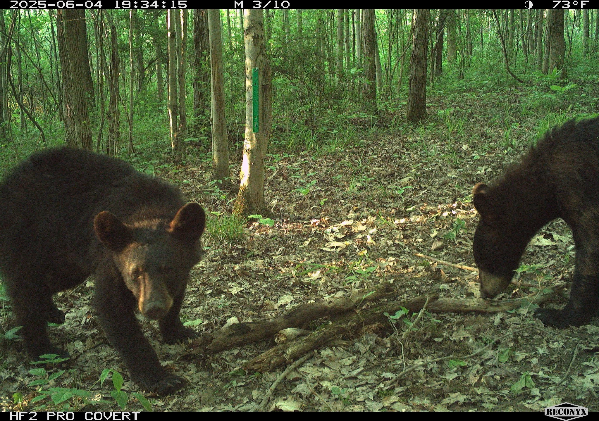 Happy World Wildlife Day from Snapshot NY! 🐾 In honor of the day, here are a few favorite pictures of some of the wildlife we have here in New York State. How lucky are we to witness these creatures?! 🐻🦊🦌

Thank you to everyone participating in t