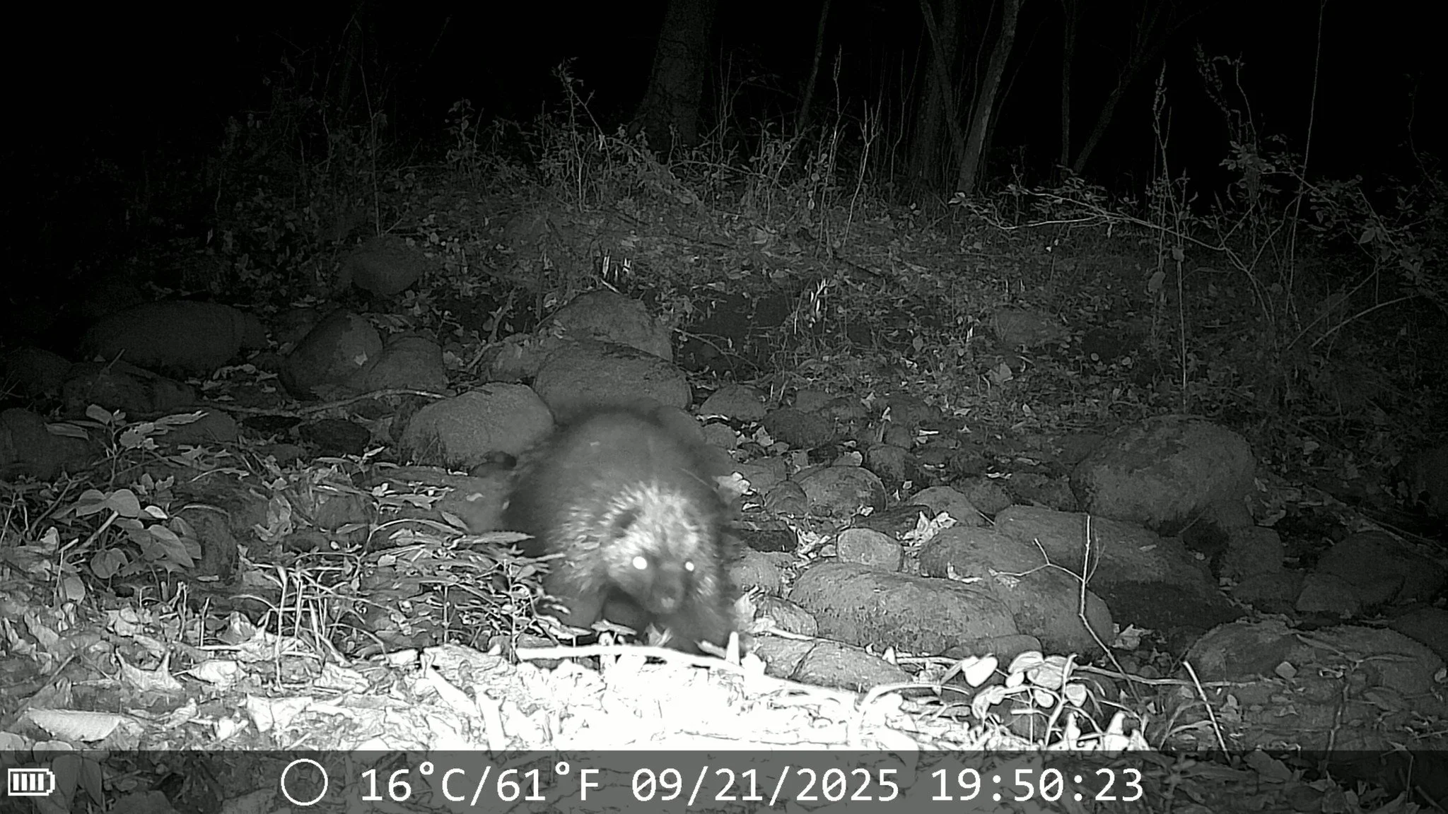 Wildlife Wednesday: North American Porcupine

Meet New York&rsquo;s largest rodent! Despite their slow, waddling appearance, porcupines are surprisingly well-adapted to life in our forests, especially in winter.

Porcupine fun facts:
🪡Porcupines don