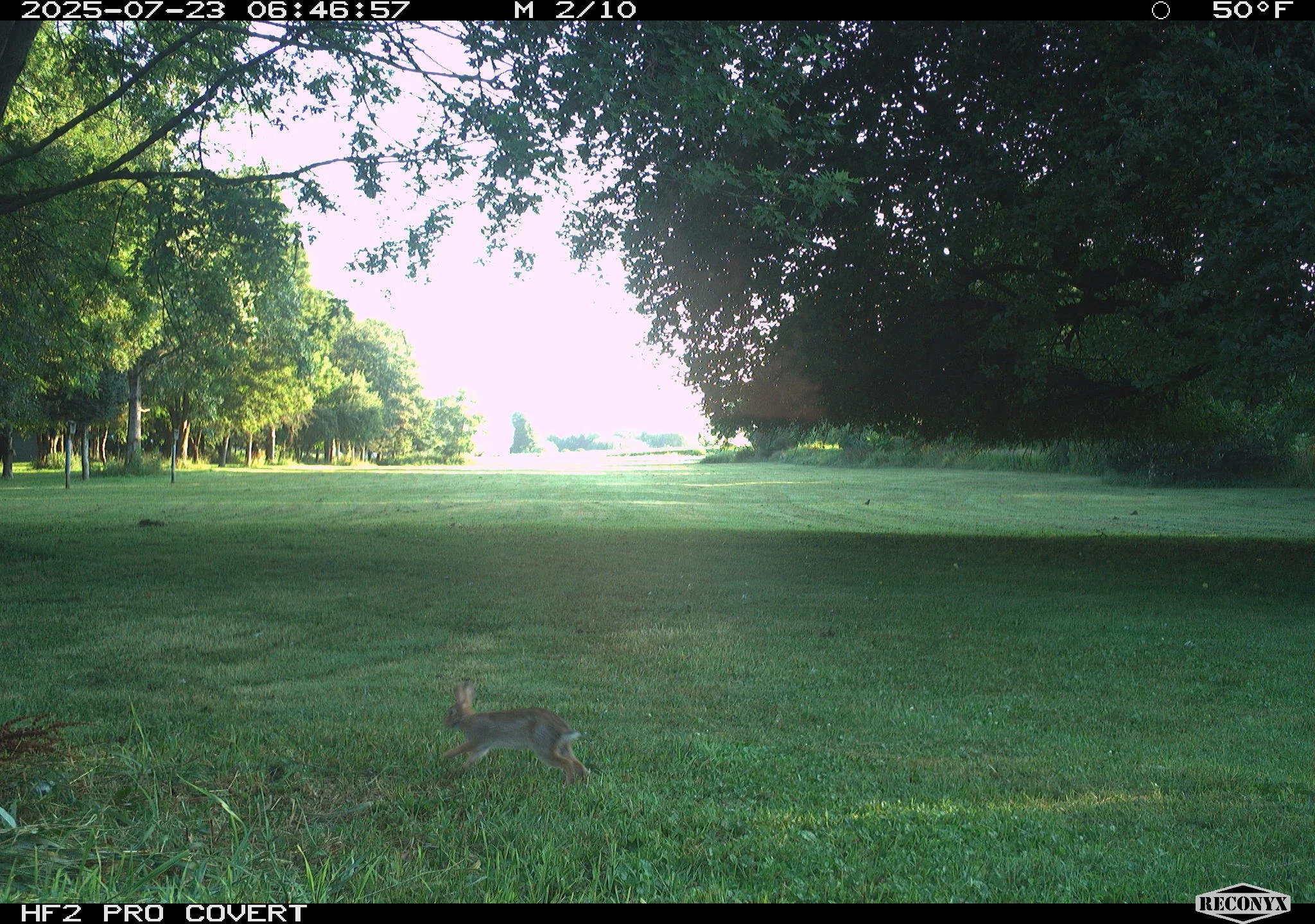 🐇 Wildlife Wednesday: Eastern Cottontail 🐇 

The Eastern Cottontail (Sylvilagus floridanus) is one of the most familiar mammals in New York! Named for the bright white underside of their short, fluffy tails resembling a cotton ball. . They can be p