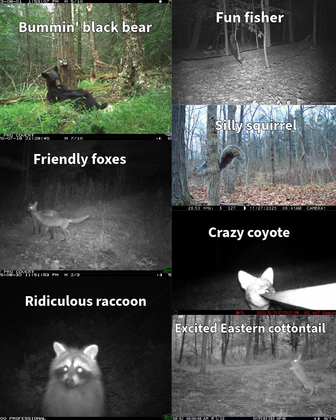 Which animal are you today? Personally, I am feeling like a bummin' black bear 🐻 Laying down in the woods sounds pretty good right now 👍