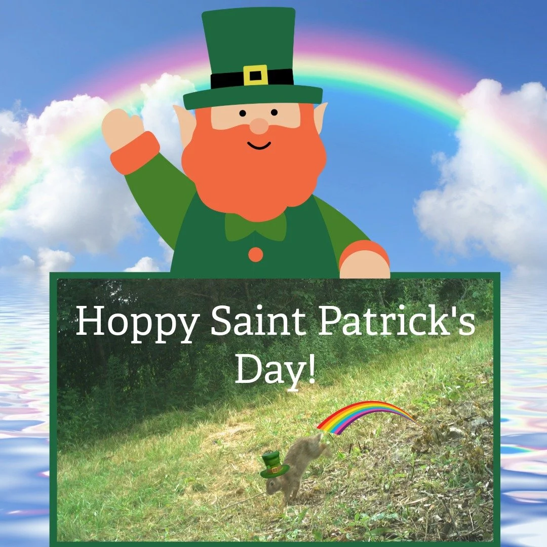 Hoppy Saint Patrick's day from Snapshot NY! 🐇🌈 Your trail camera images are truly a pot of gold for us! 💰

Enjoy the day, and stay safe! I don't think we will be seeing any four-leaf clovers with all this snow...🍀❄️